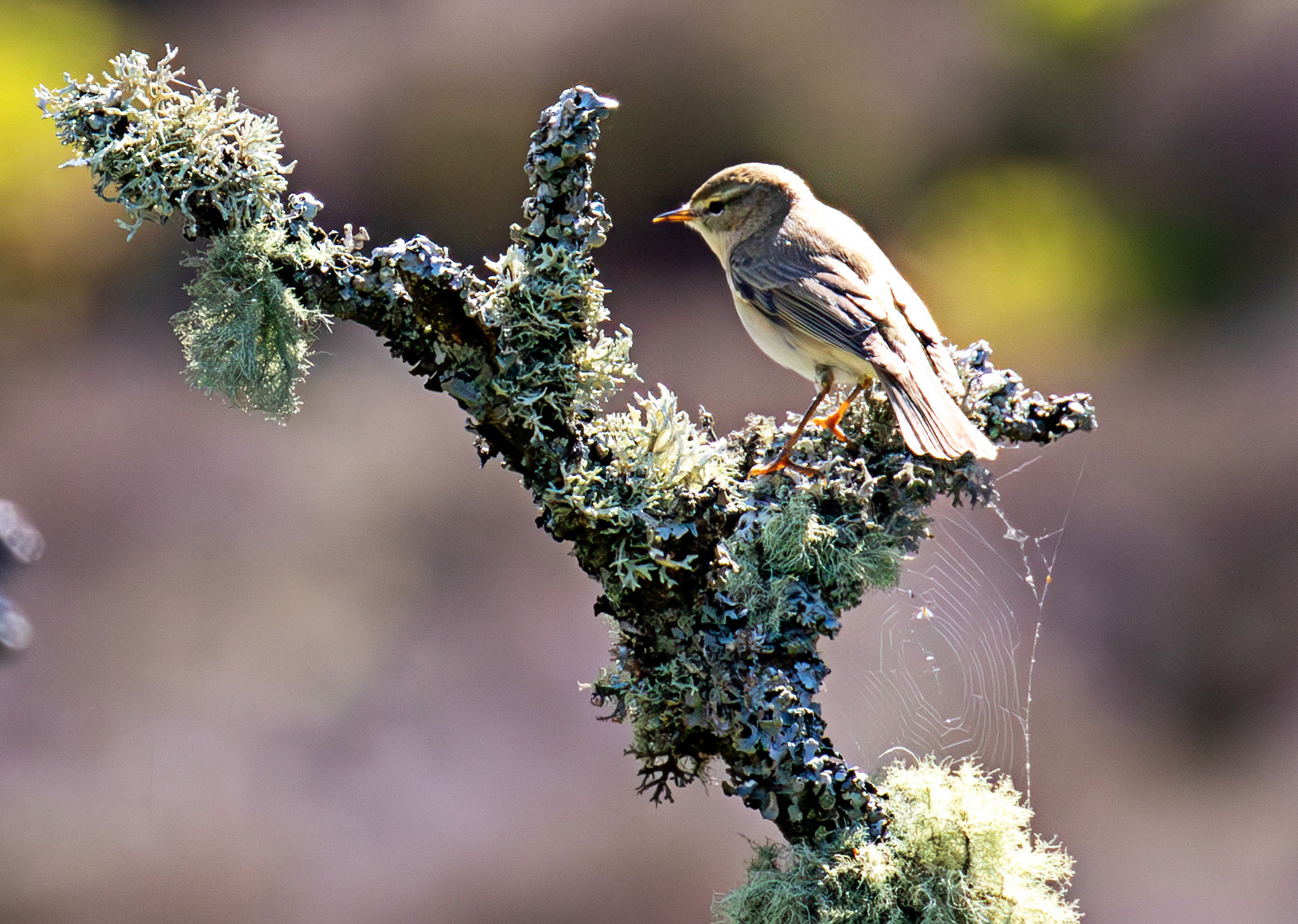 Willow Warbler in the Sma' Glen 16 May 2026