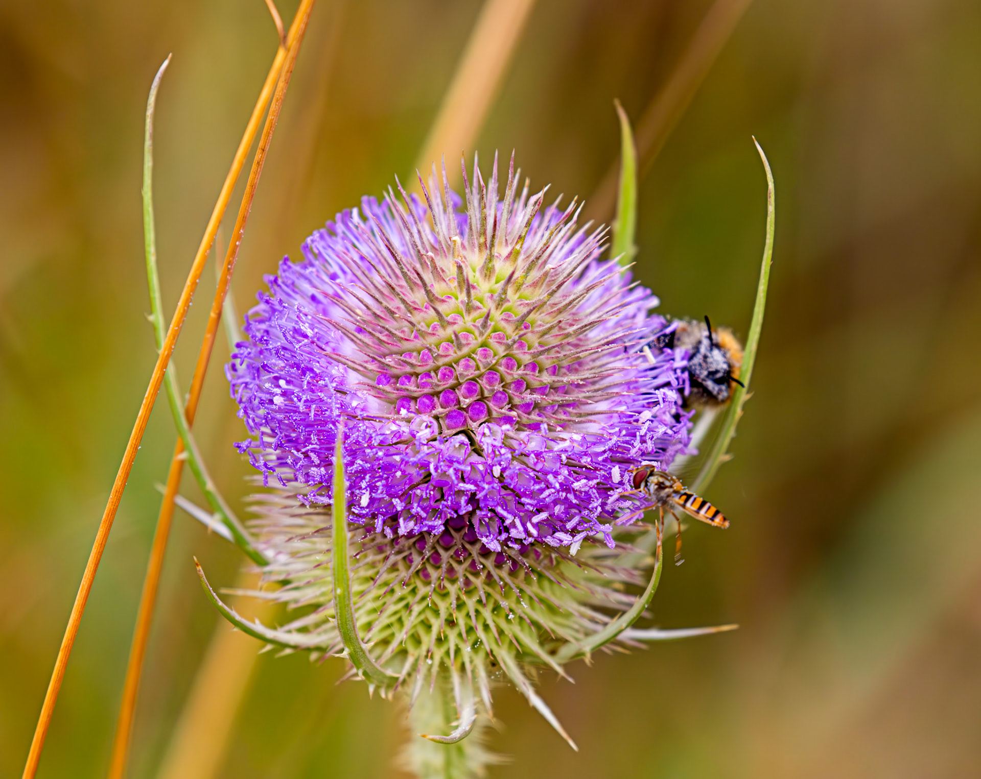 St Aidans RSPB Leeds 20 July 2025