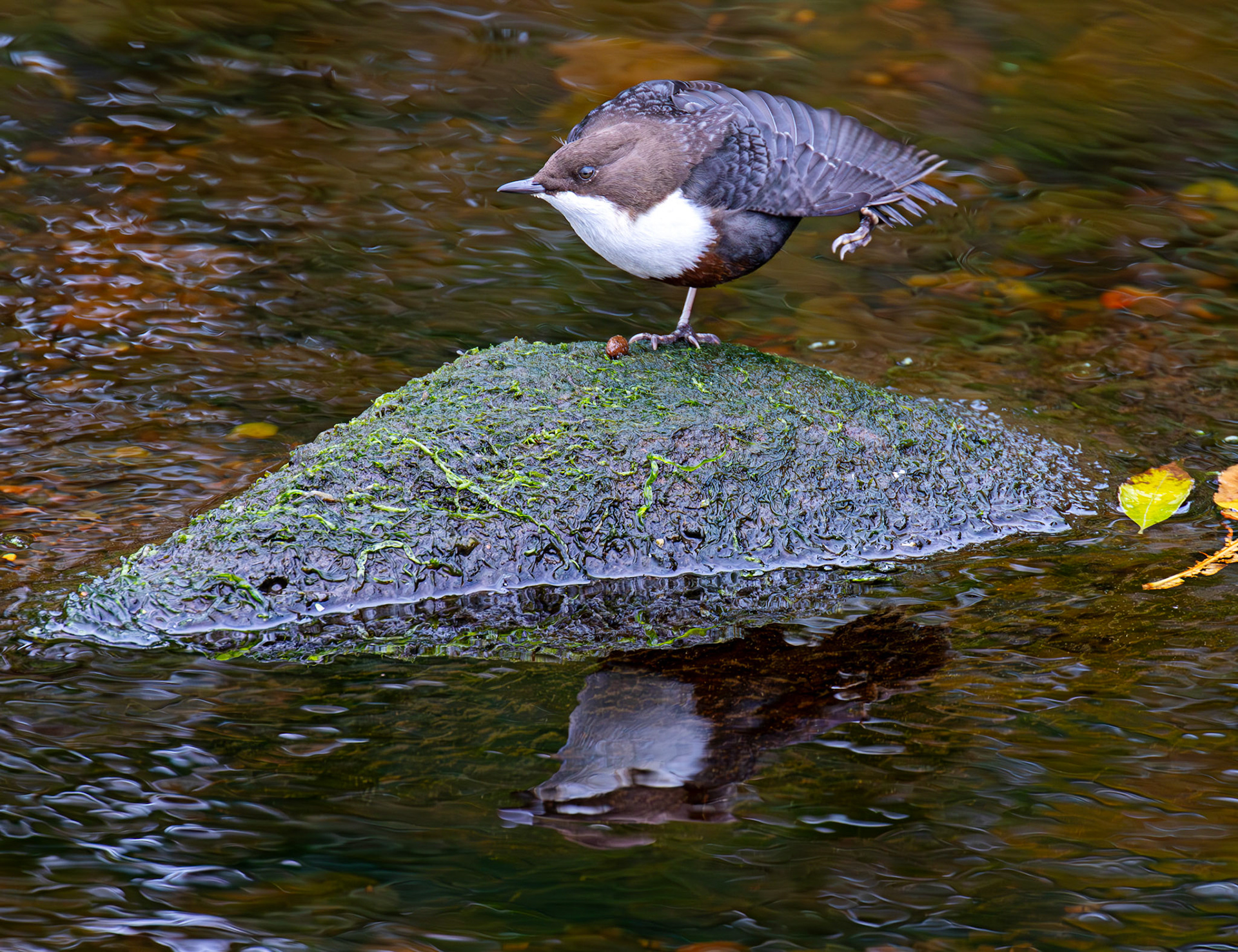 Largs 08 October 2024
