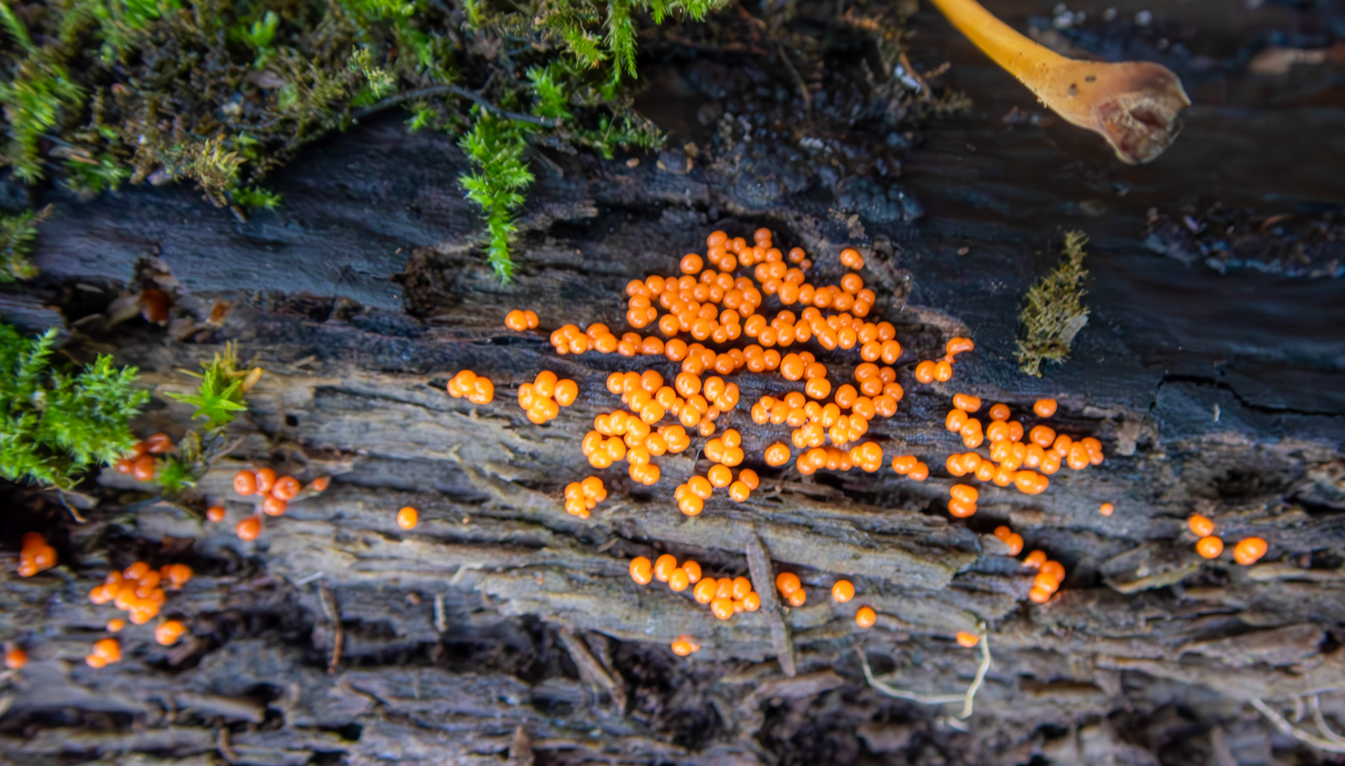 slime mould (Trichia decipiens) Deans Woods 08 November 2025