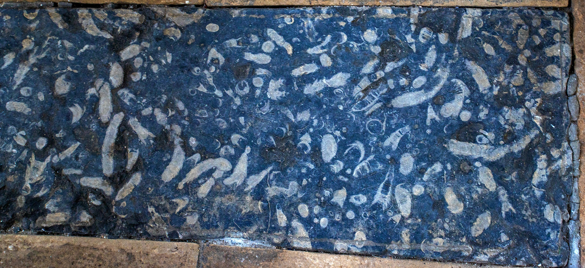 Fossils in a floor slab in Escomb Saxon Church, Escomb, Bishop Auckland 26 March 2026