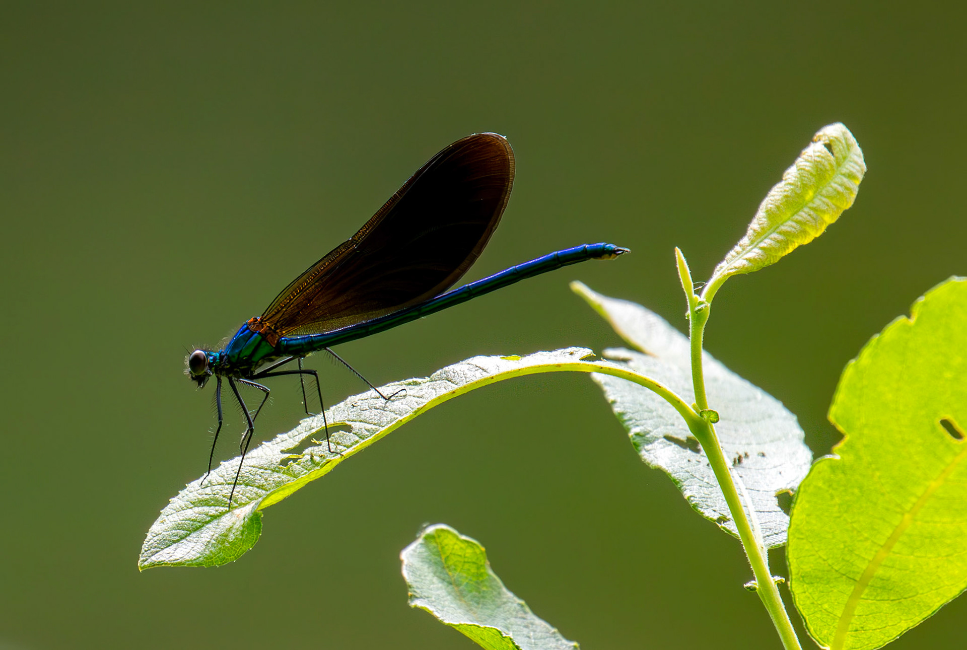 Banded Demoiselle (Calopteryx splendens) Banbridge 25 July 2025