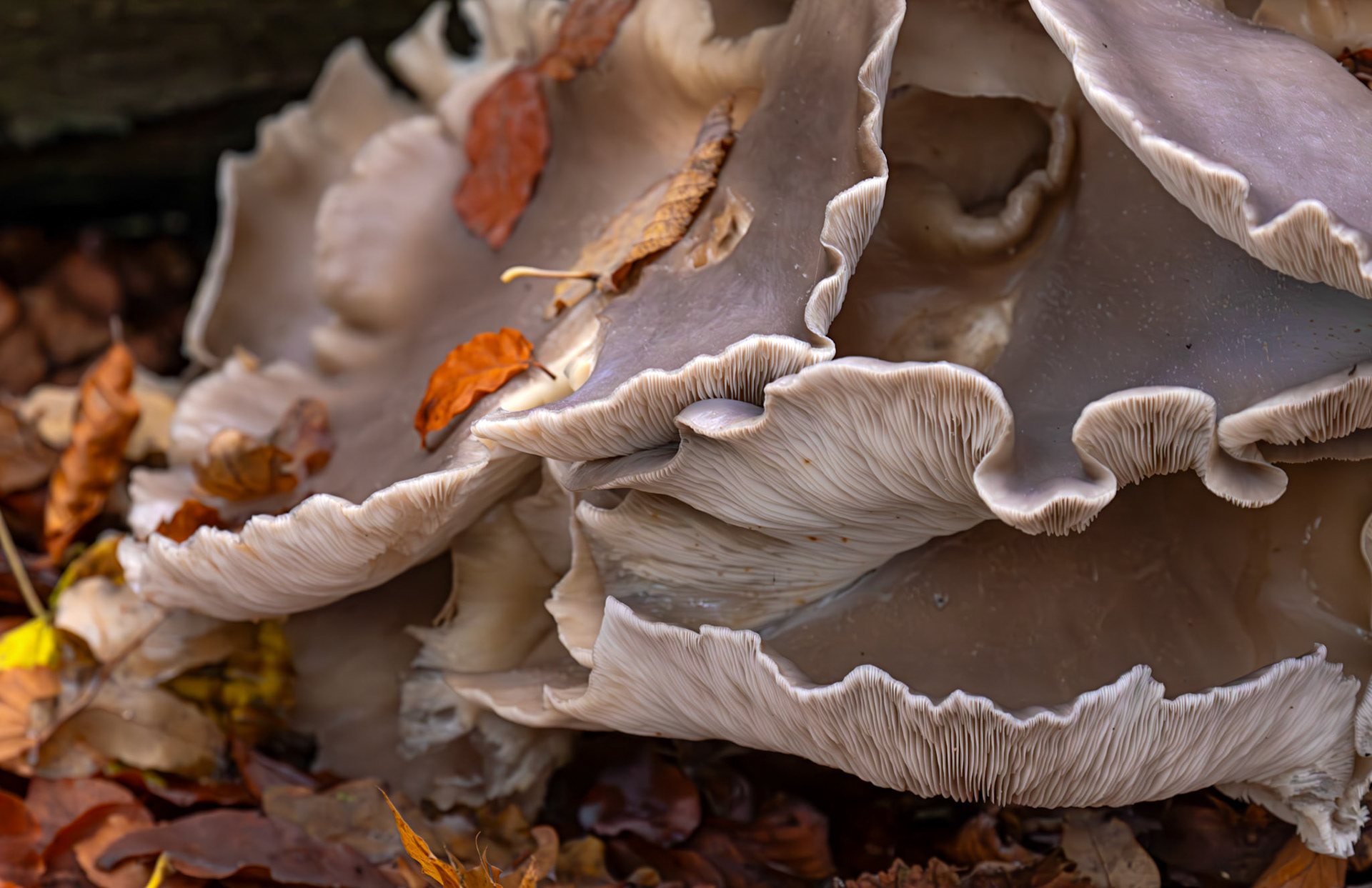 oyster mushrooms (Pleurotus ostreatus) Deans Woods - 07 November 2025