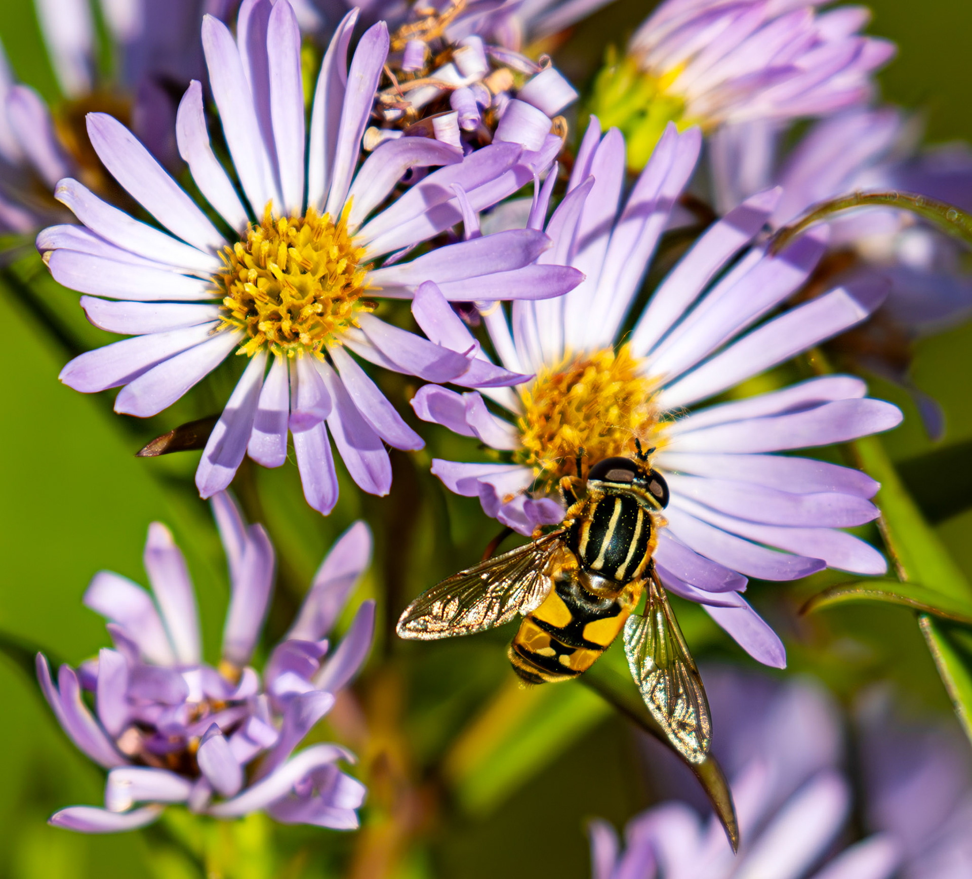 The Knock 12 Sept 2024