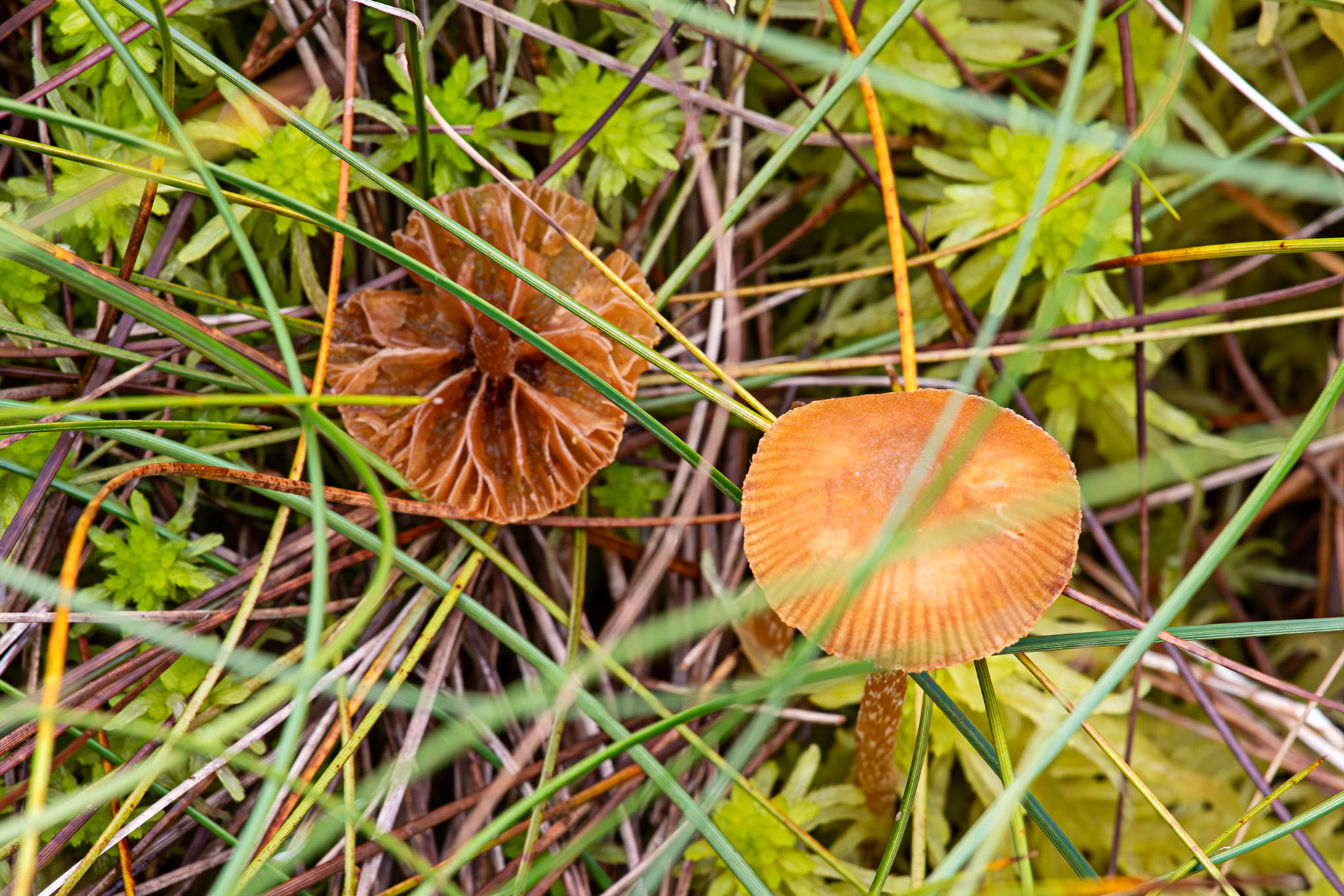 Flanders Moss 06 August 2024