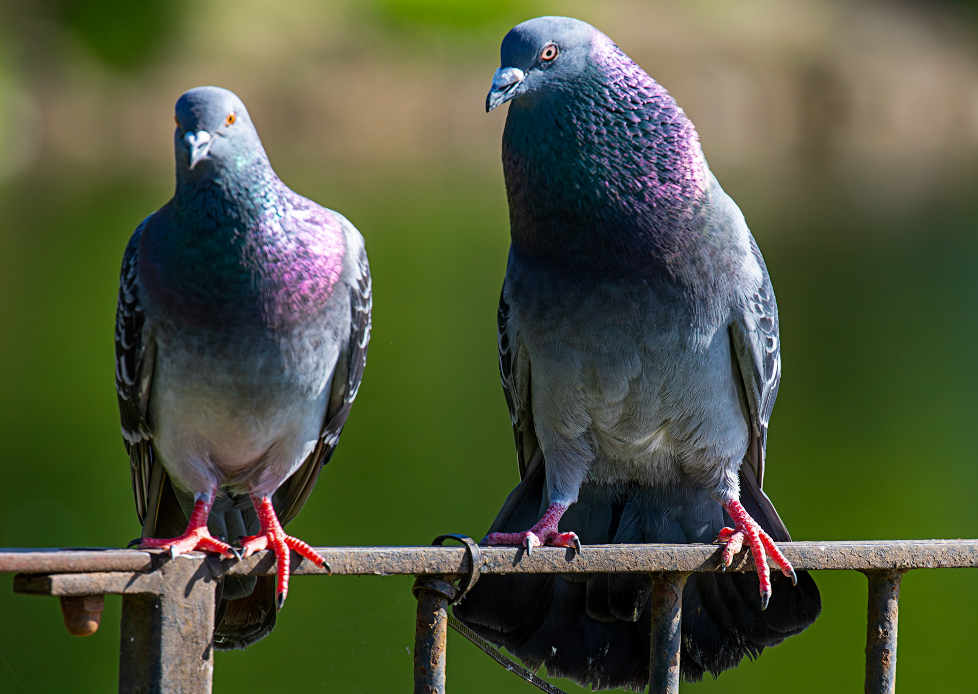 Amorous Feral Pigeon at Hogganfield Loch 25 May 2026