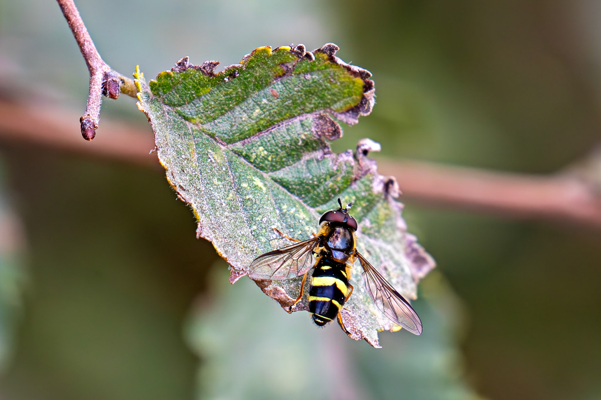 Lullingstone Kent 23 Aug 2025