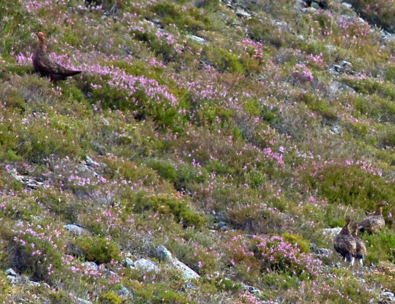 CairngormsPlease see my other Photographs at: http://www.jamespdeans.co.uk/