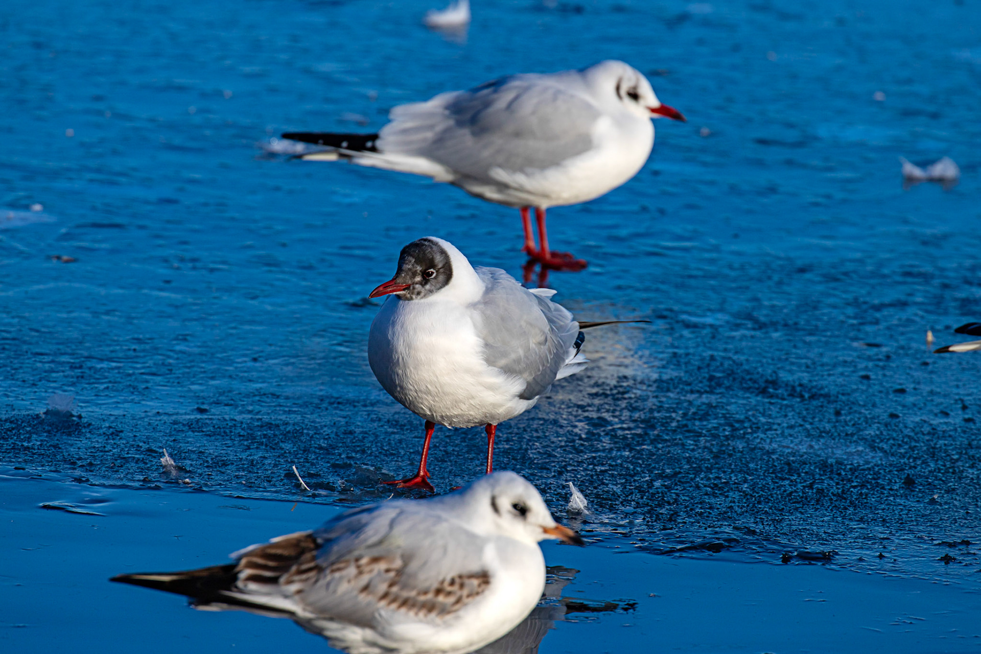 Black Headed Gulls at Hogganfield Loch 10 January 2025