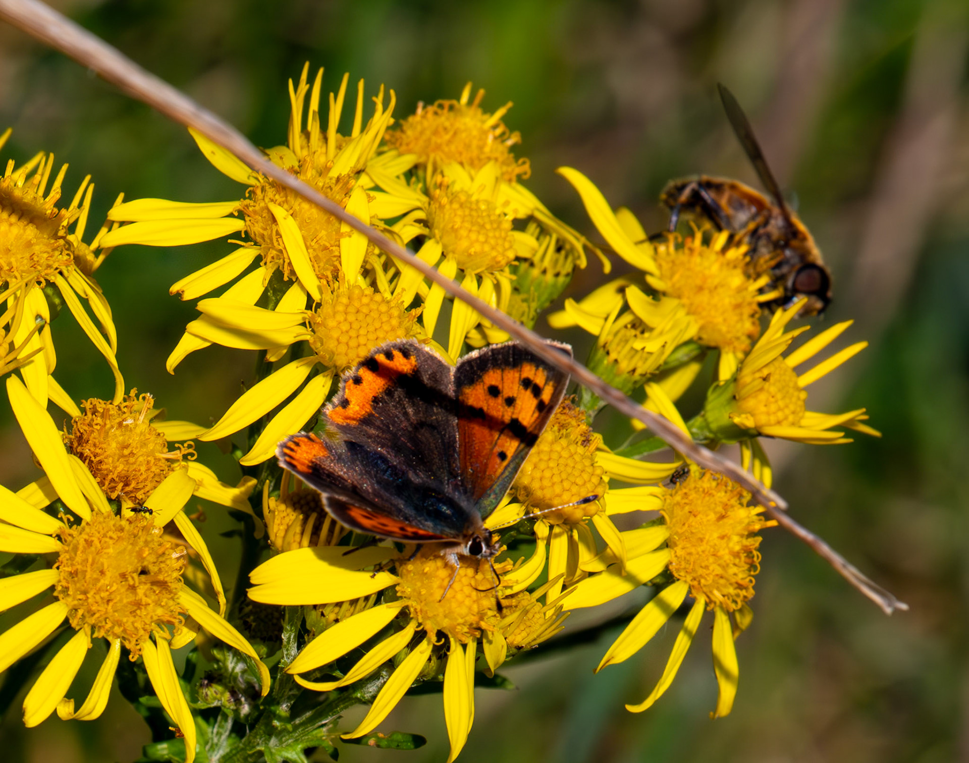 Small Copper Butterfly - RSPB Loch Leven 06 Sept 2024