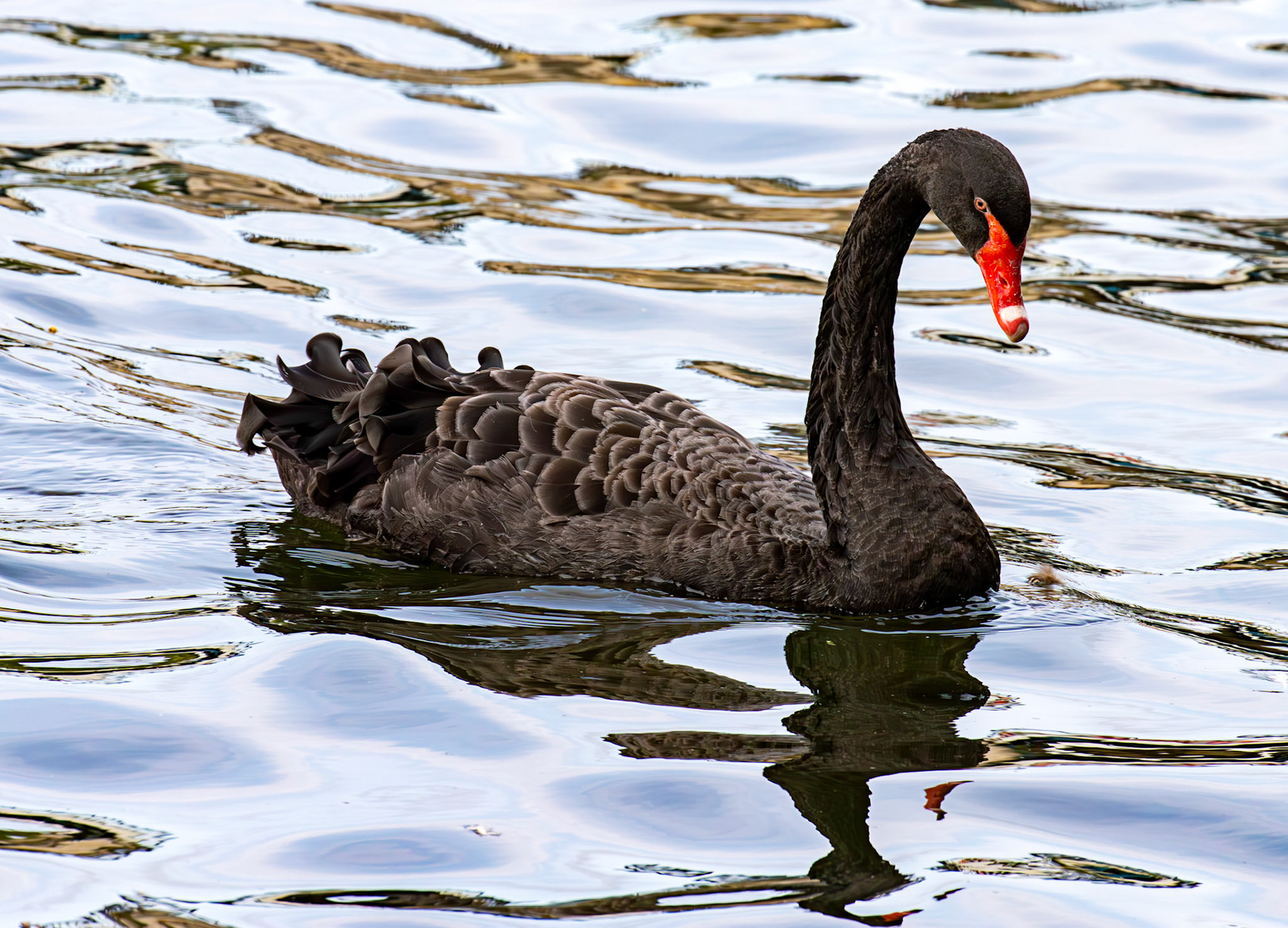 Windsor 06 August 2025