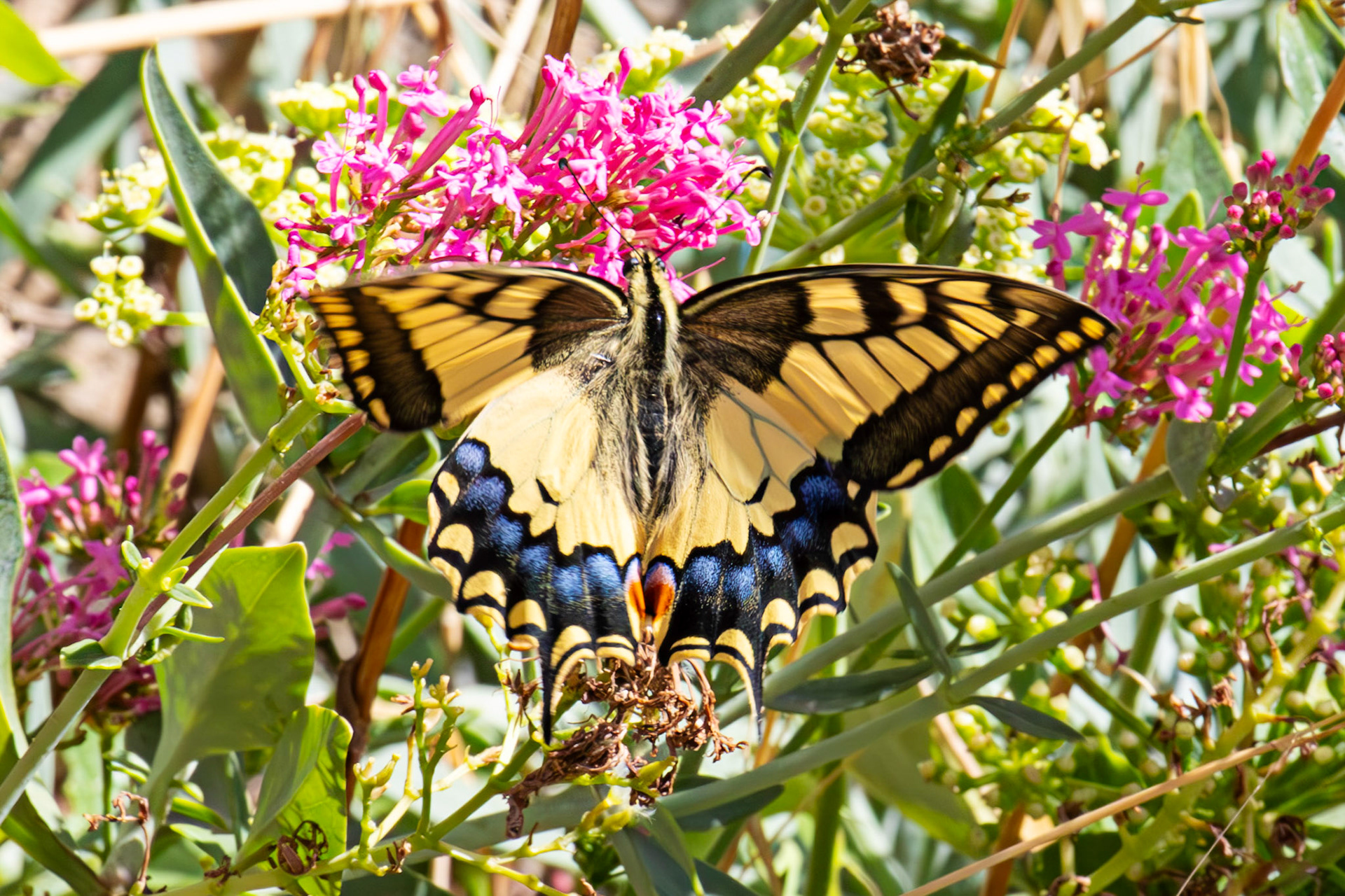 Swallowtail Butterfly - Riomaggiore 06 Sept 2025