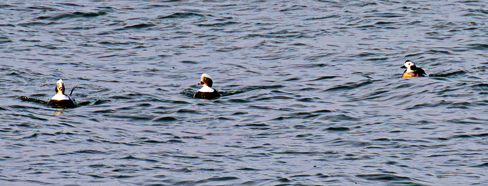 Long-Tailed Ducks at Portessie 05 March 2026