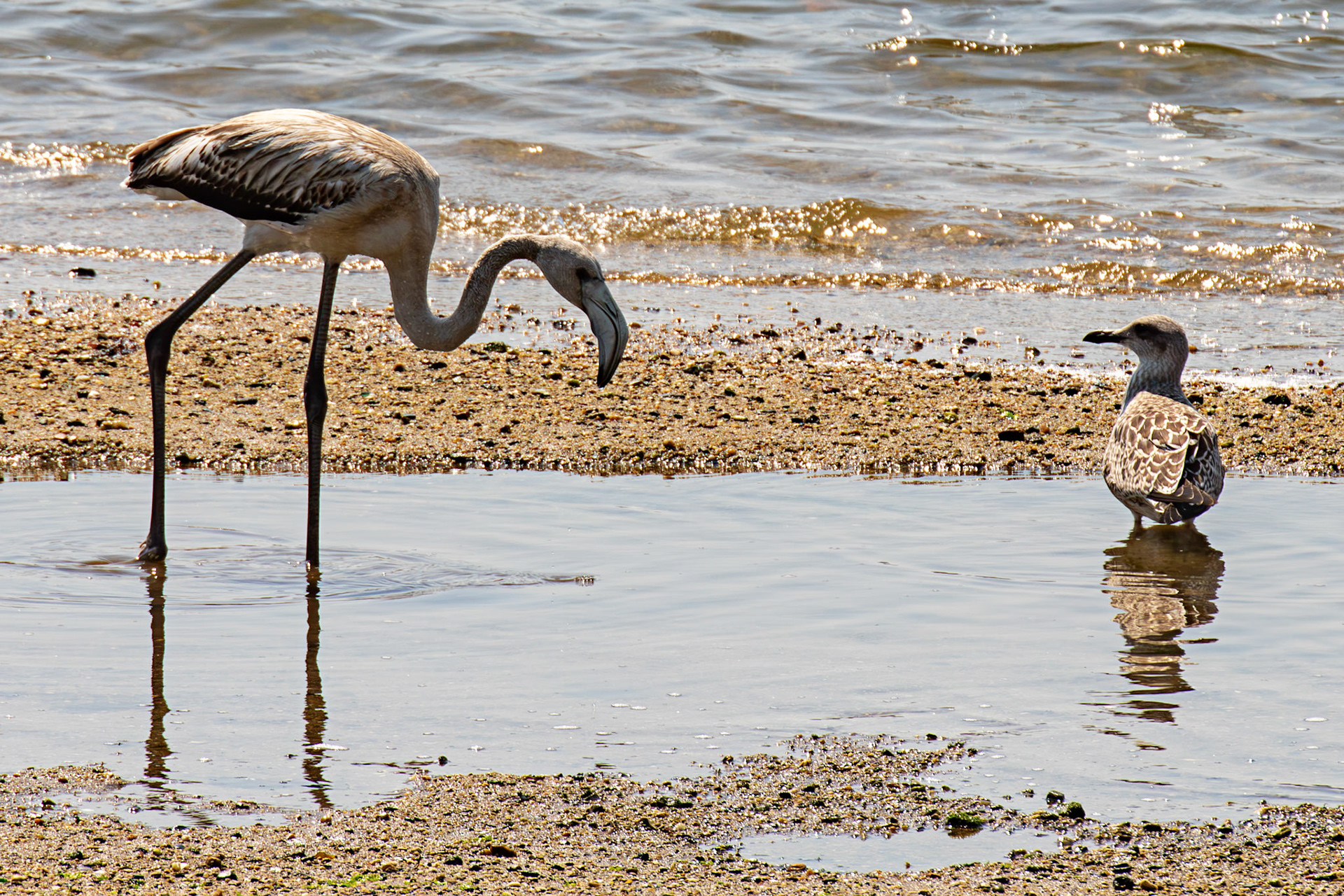 juvenile greater flamingo (Phoenicopterus roseus) with attendant first year Yellow-Legged Gull. Porto 18 August 2026