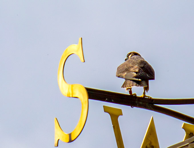 Peregrine on Romsey Abbey 26 July 2025