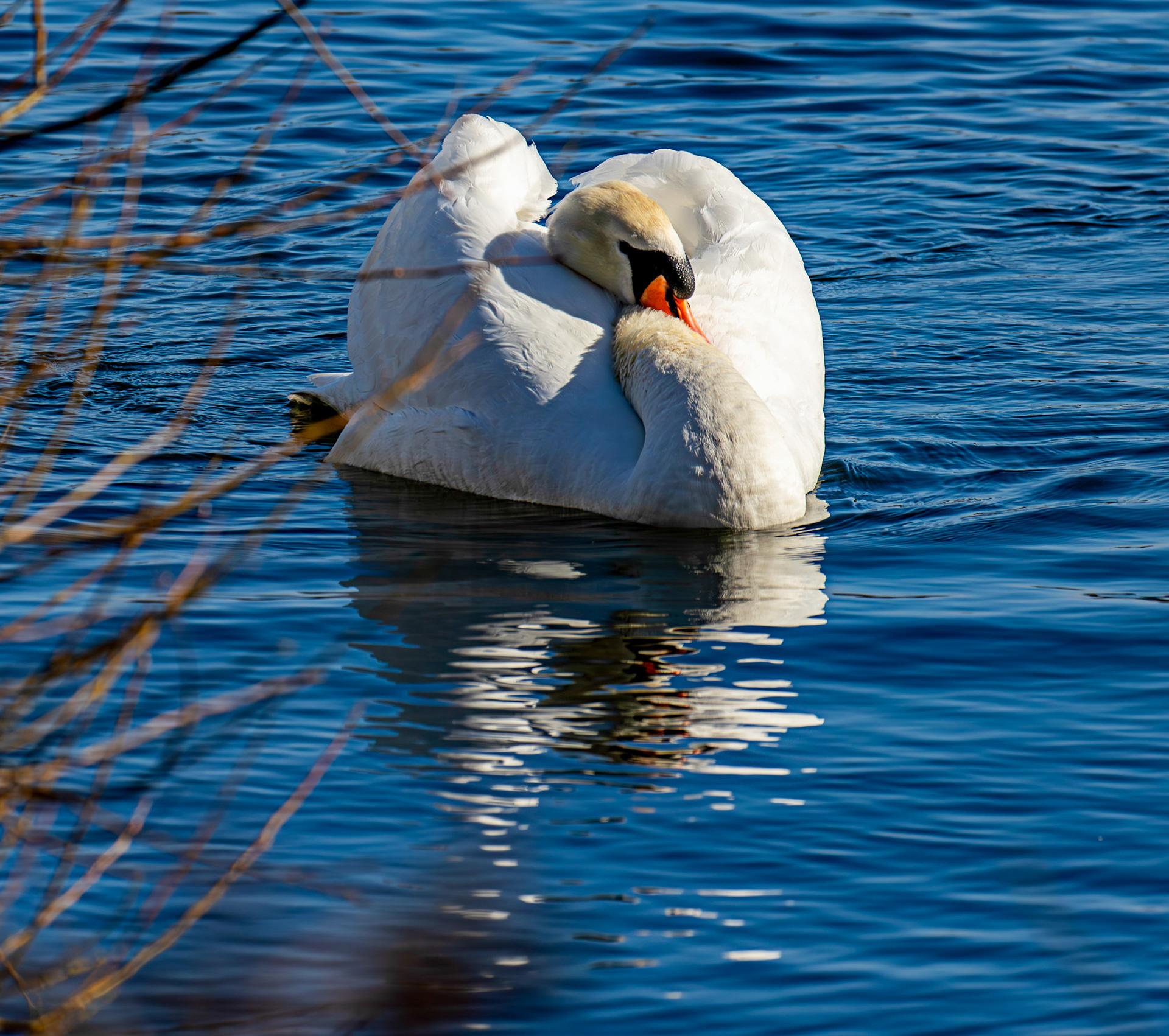 Mute Swan at Linlithgow Loch 11 March 2026