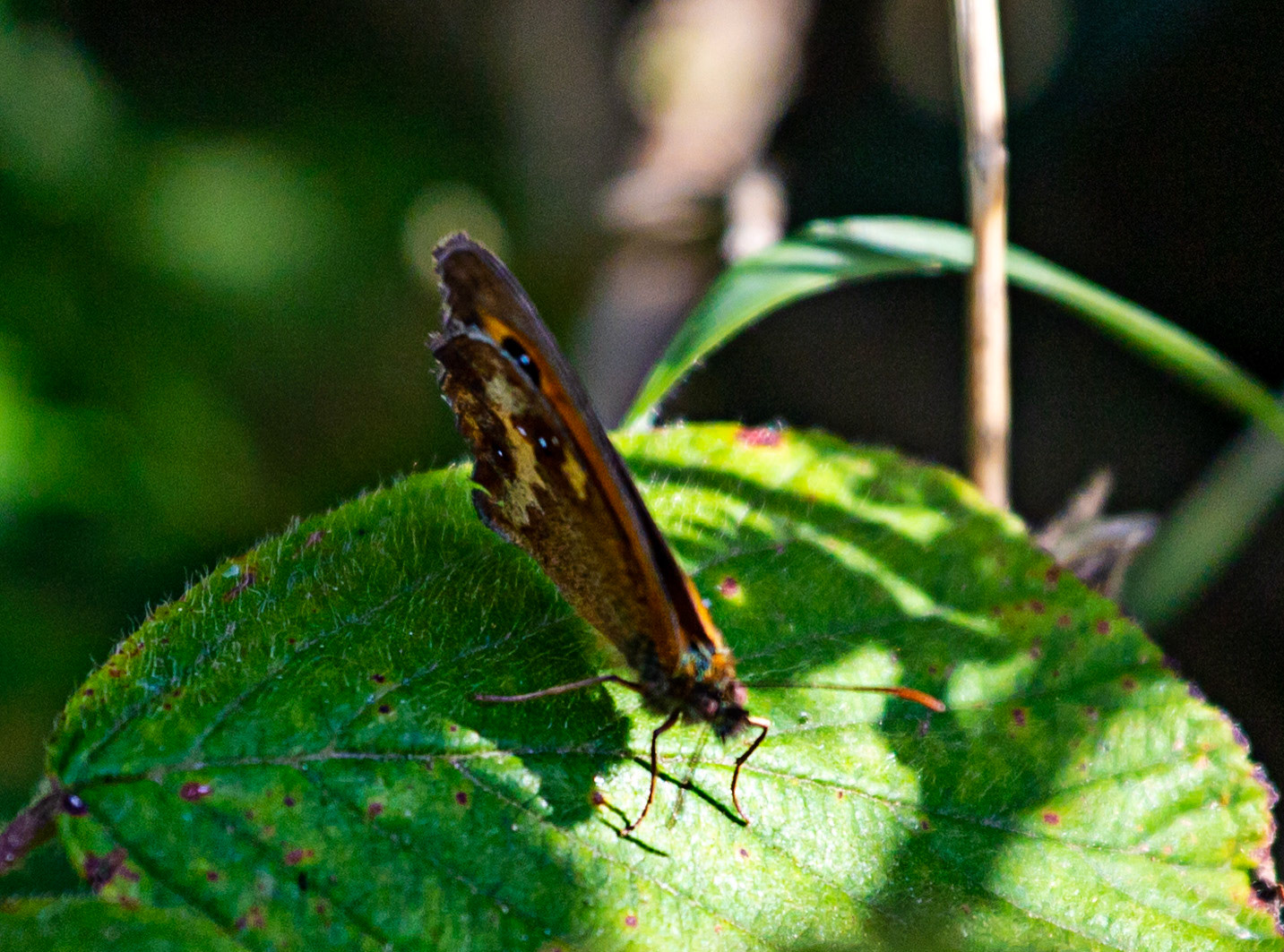 Ventnor Down IOW 15  July 2022