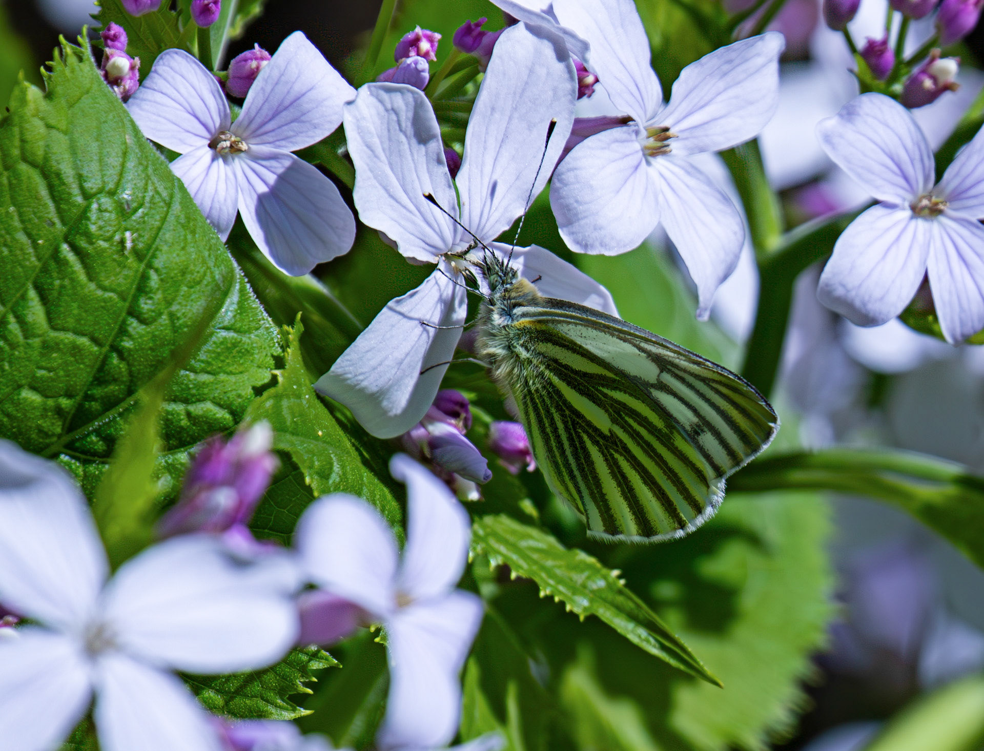 Green Veined White Butterfly, Malleny Gardens, Balerno 27 April 2026