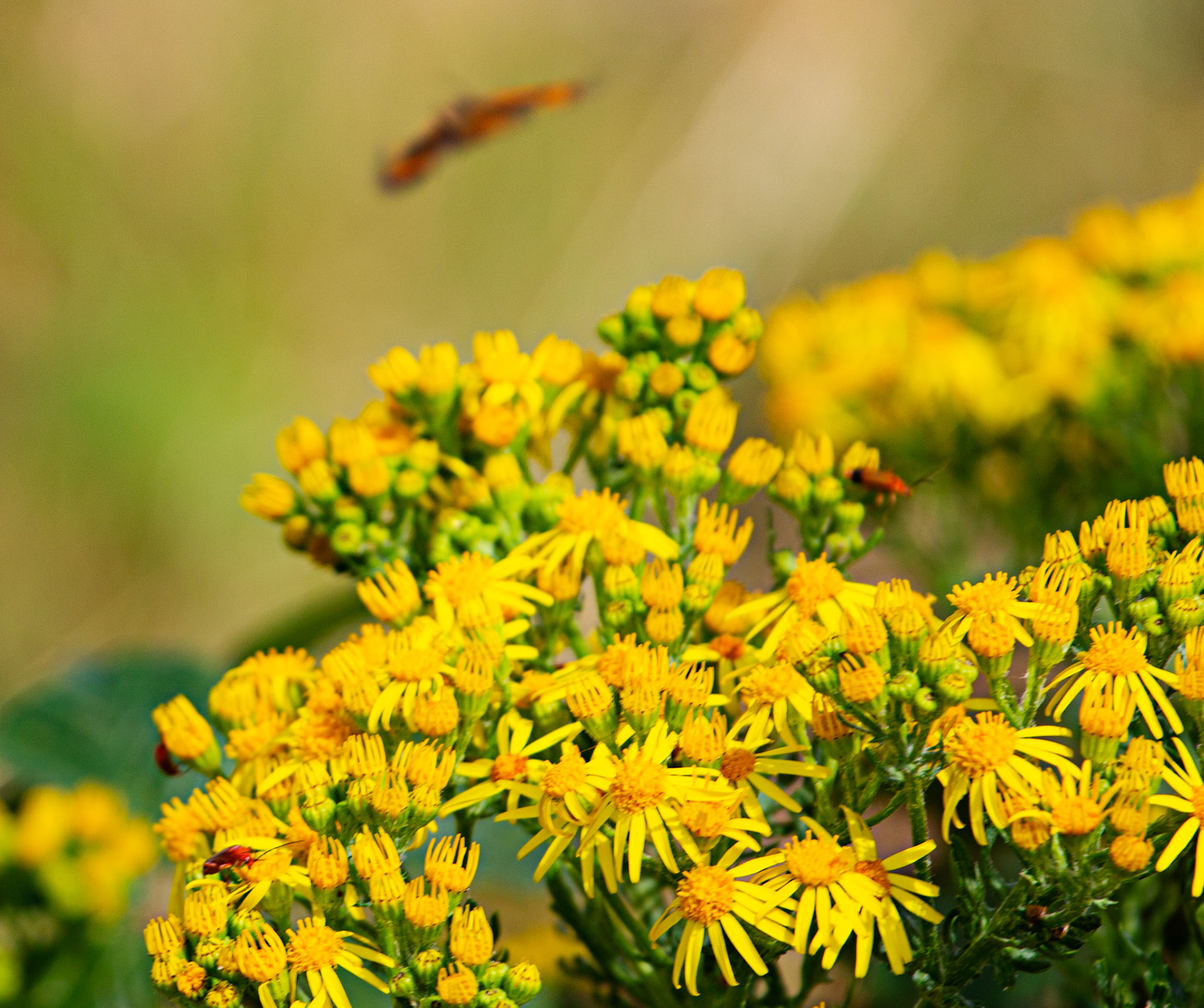 Ventnor Downs 13 July 2022