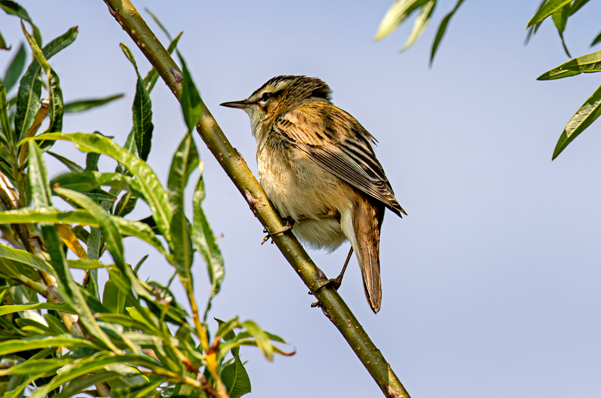 Sedge Warbler - Black Devon Wetlands RSPB 12 May 2025