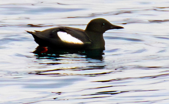 Black Guillemots on East Loch Tarbert 05 March 2025