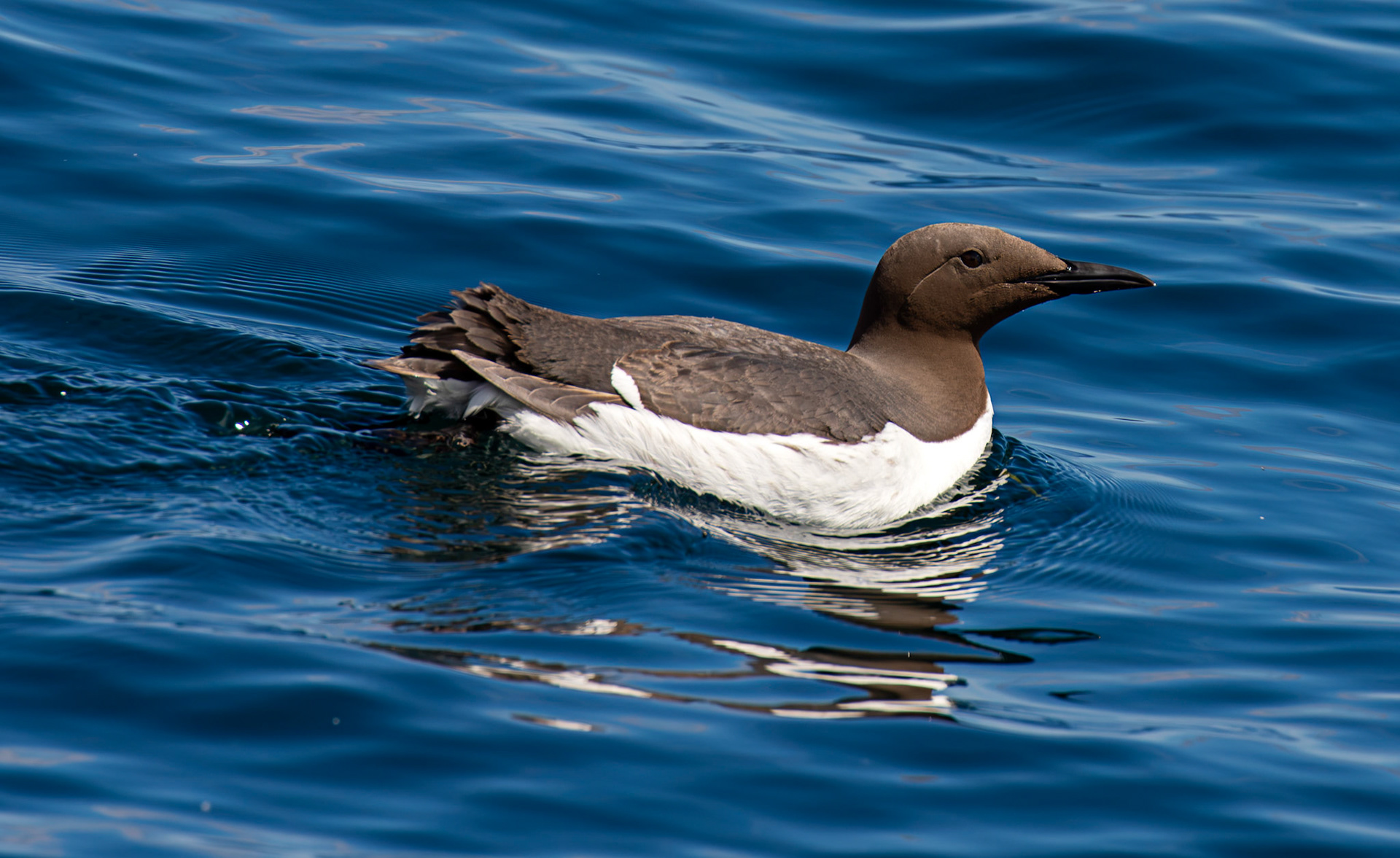 Guillemots - Farne Islands 03 July 2026