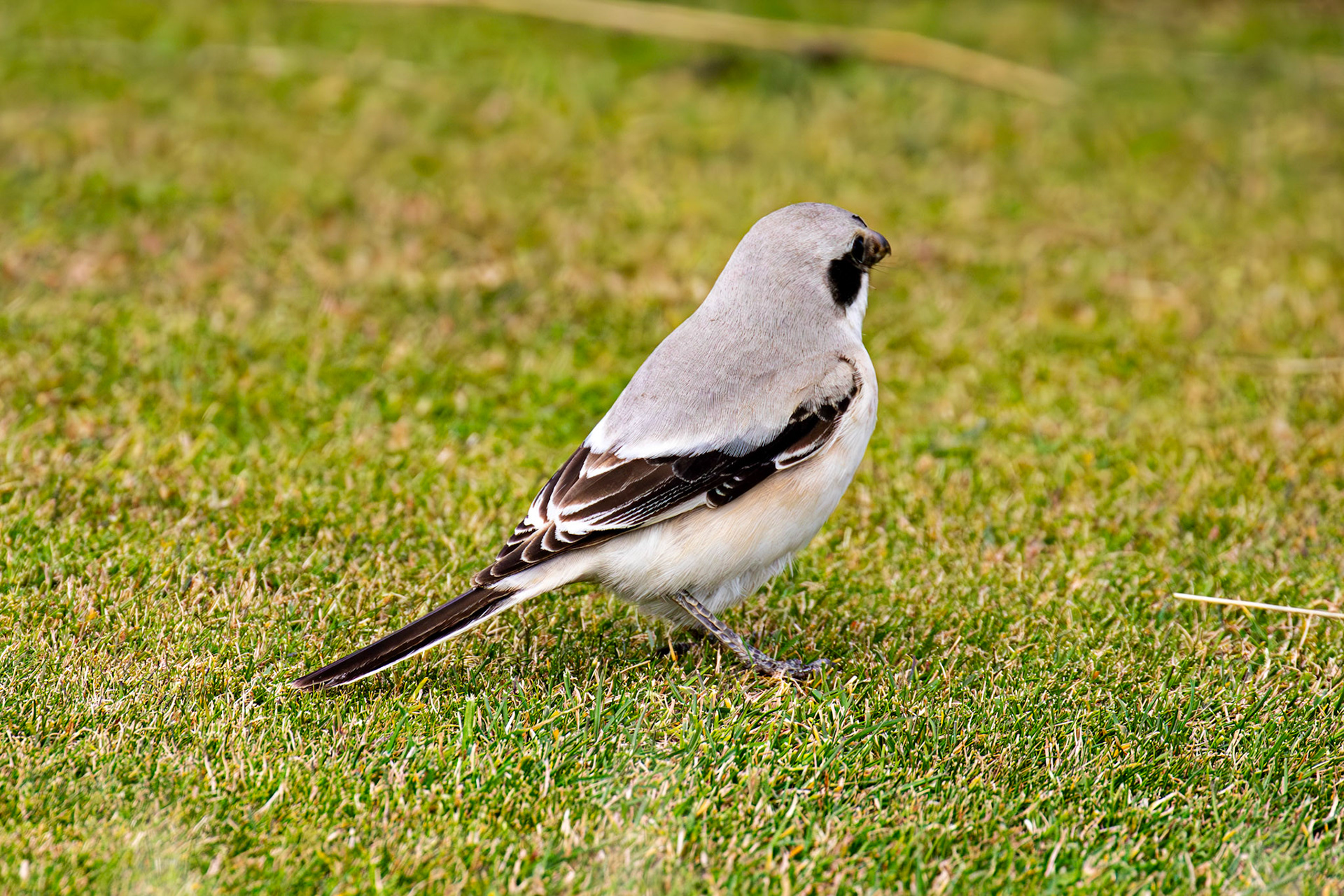 Steppe Grey Shrike in Dunbar 14 Sept 2024