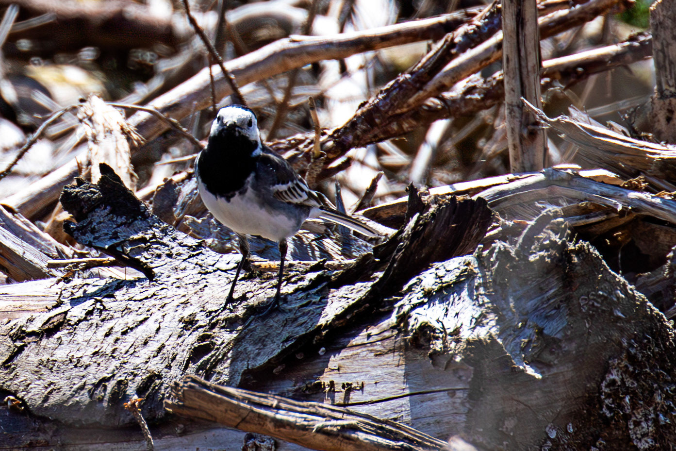 Pied Wagtail - Beacon Hill on the B6368
