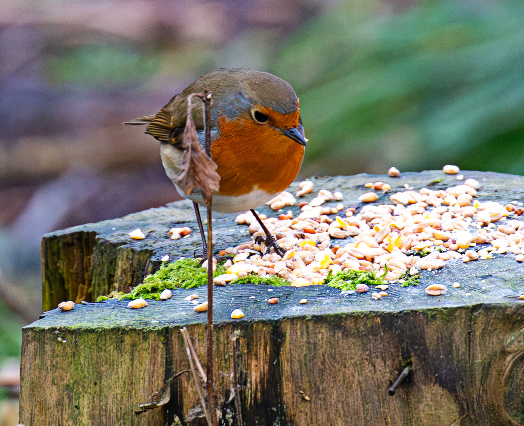 Robin - Big Garden Birdwatch 2025 - Howden Park Walled Garden 26 January 2025