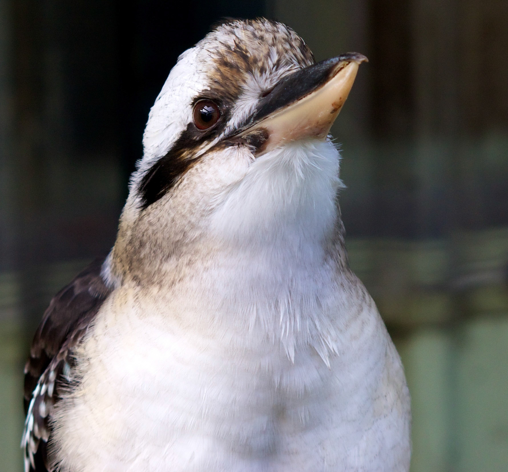 West Calder Zoo Please see my other Photographs at: http://www.jamespdeans.co.uk/