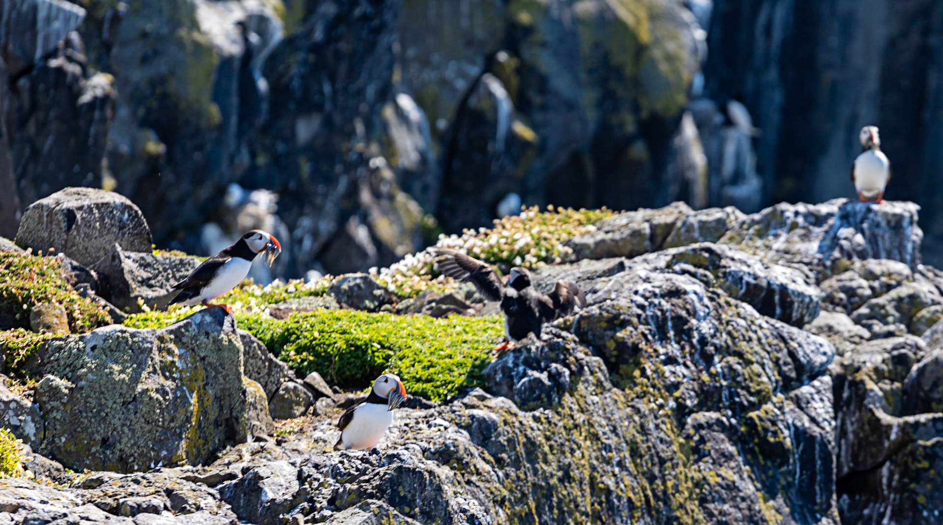 Puffin - Isle of May - 04 June 2022