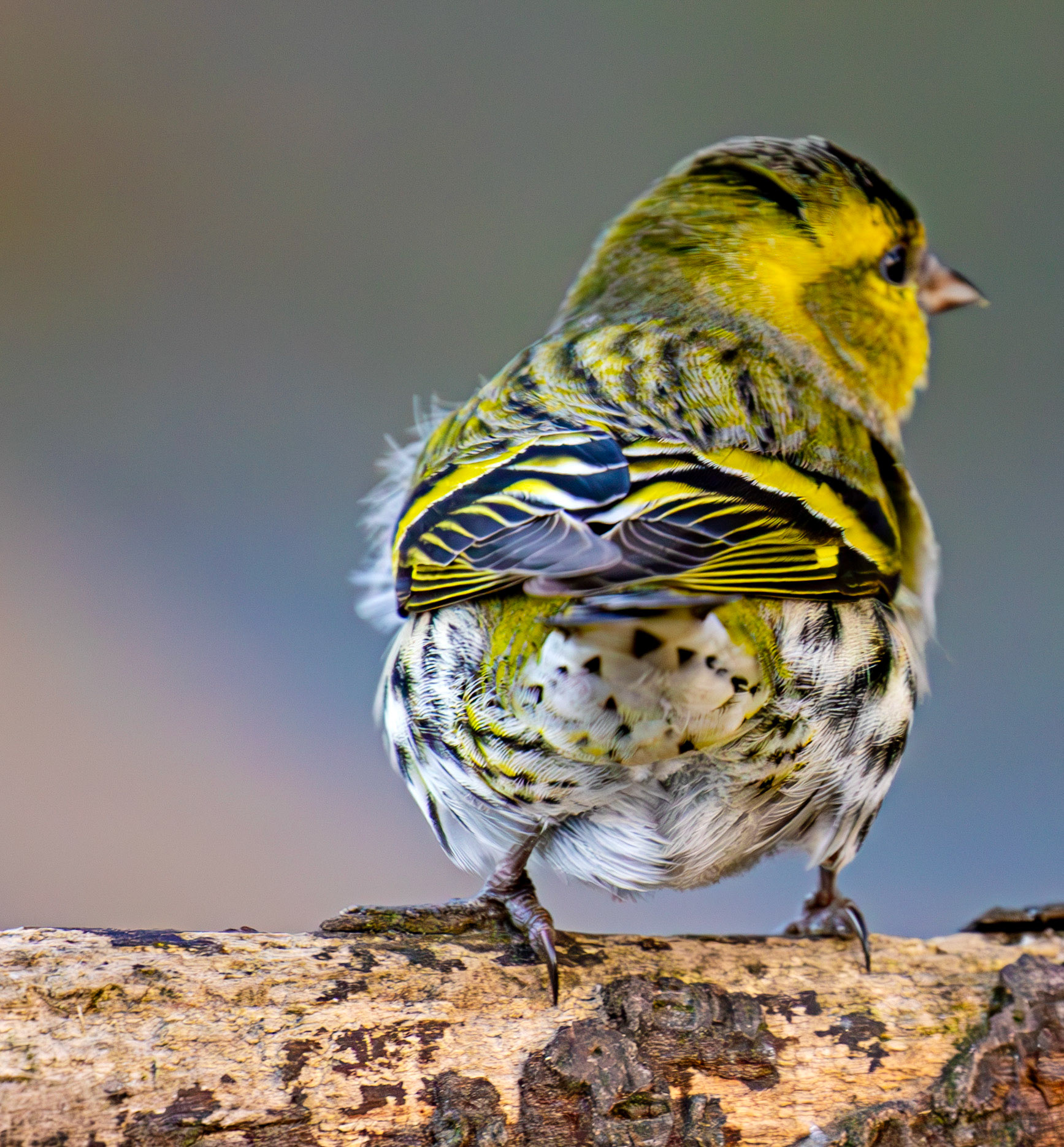 Siskin at Bavelaw 30 January 2025