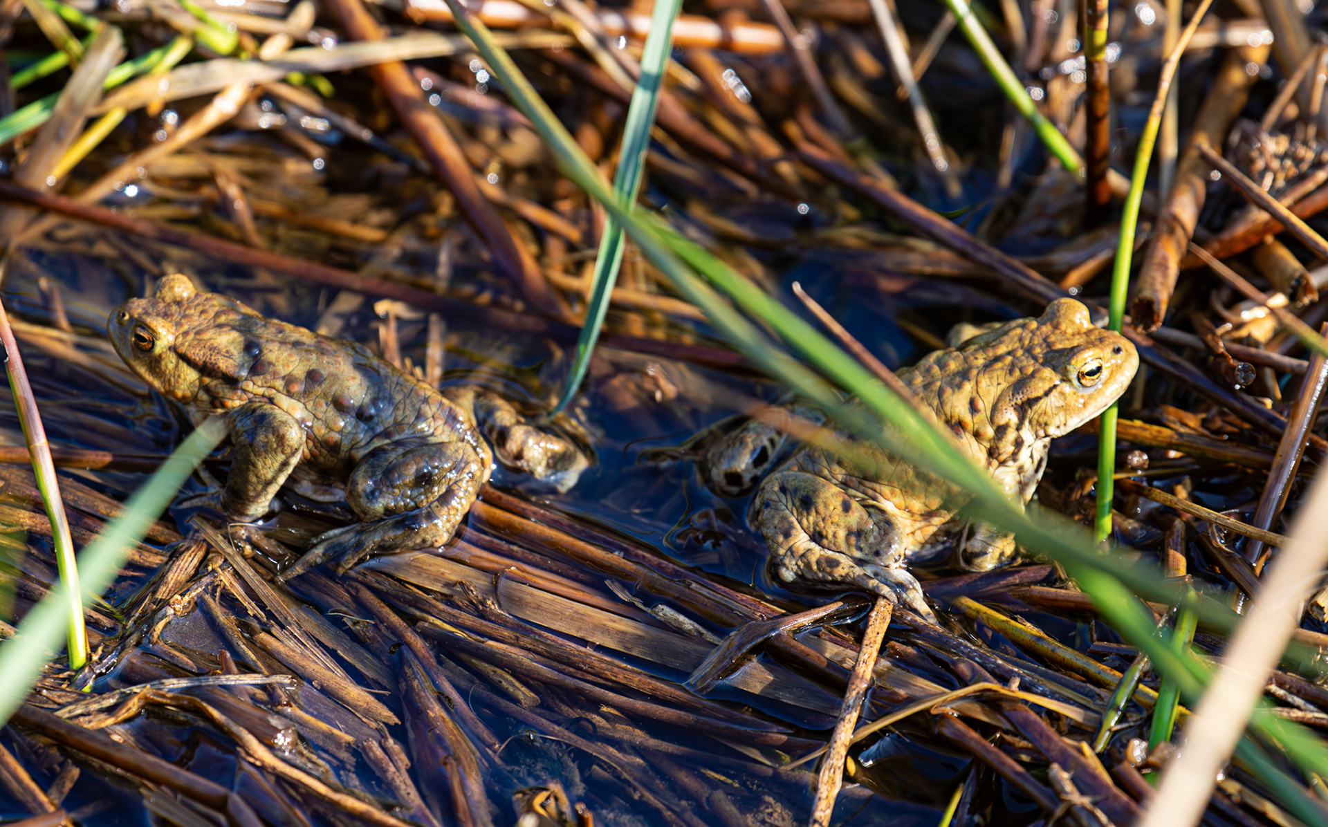 Common Toads mating at Black Devon Wetlands 20 March 2026