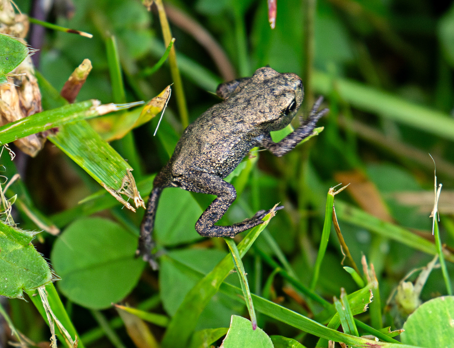 Common Frog - Harperrig 22 June 2025