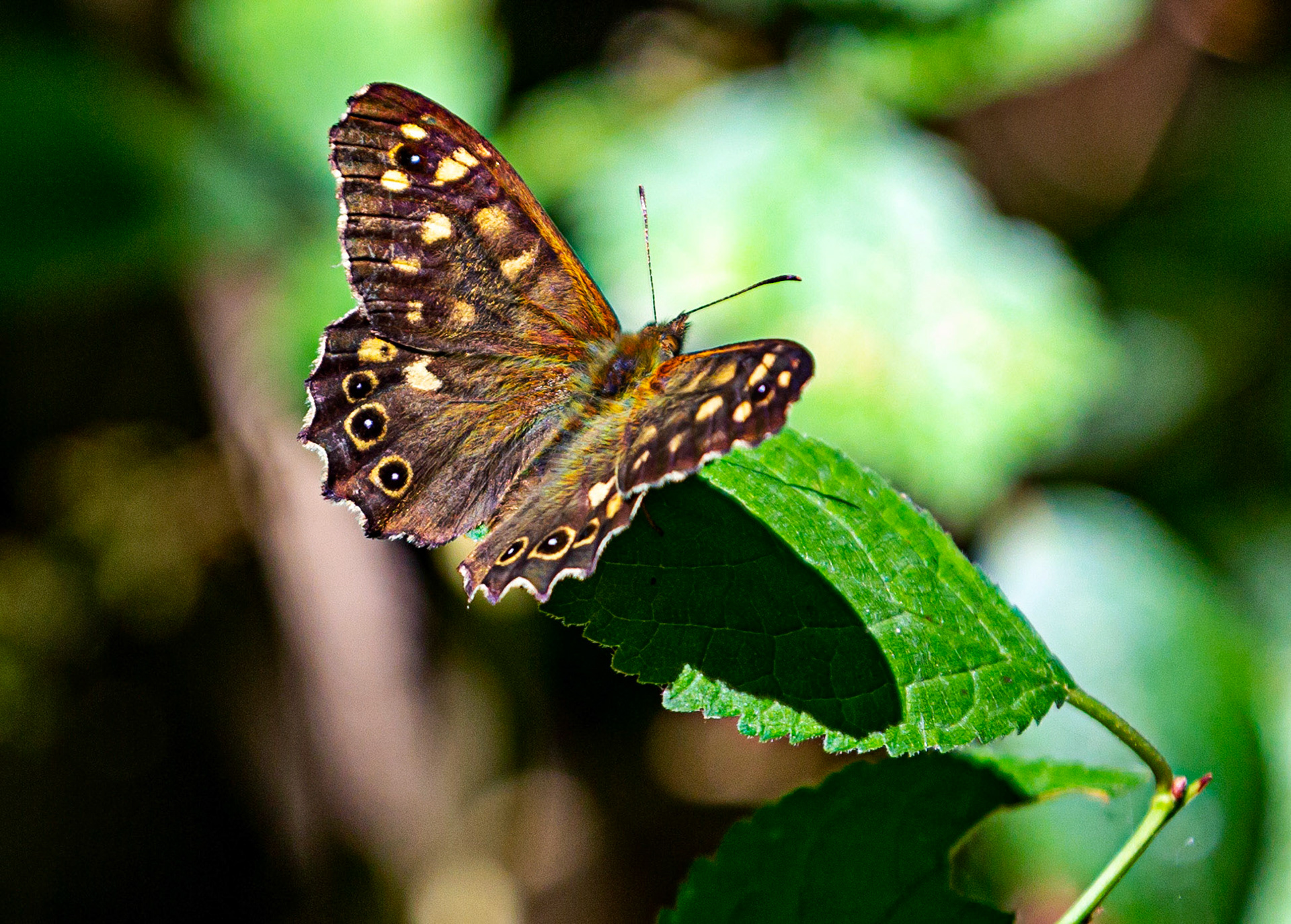 Newtown IOW 14 July 2022