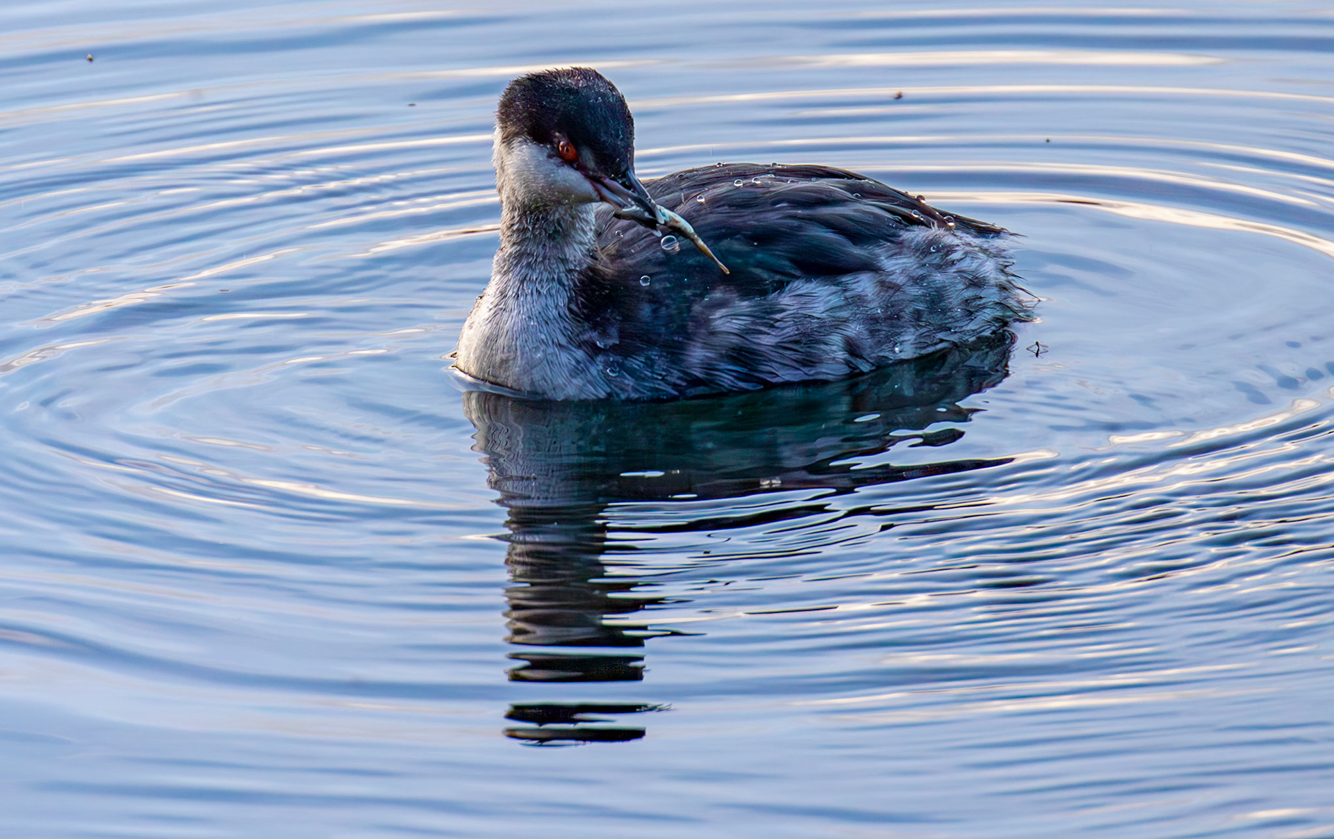 Slavonian Grebe at Linlithgow Loch 18 March 2026