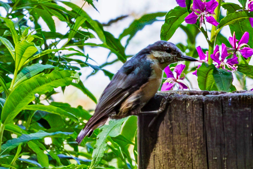 Hermand Birch Wood 31 July 2024