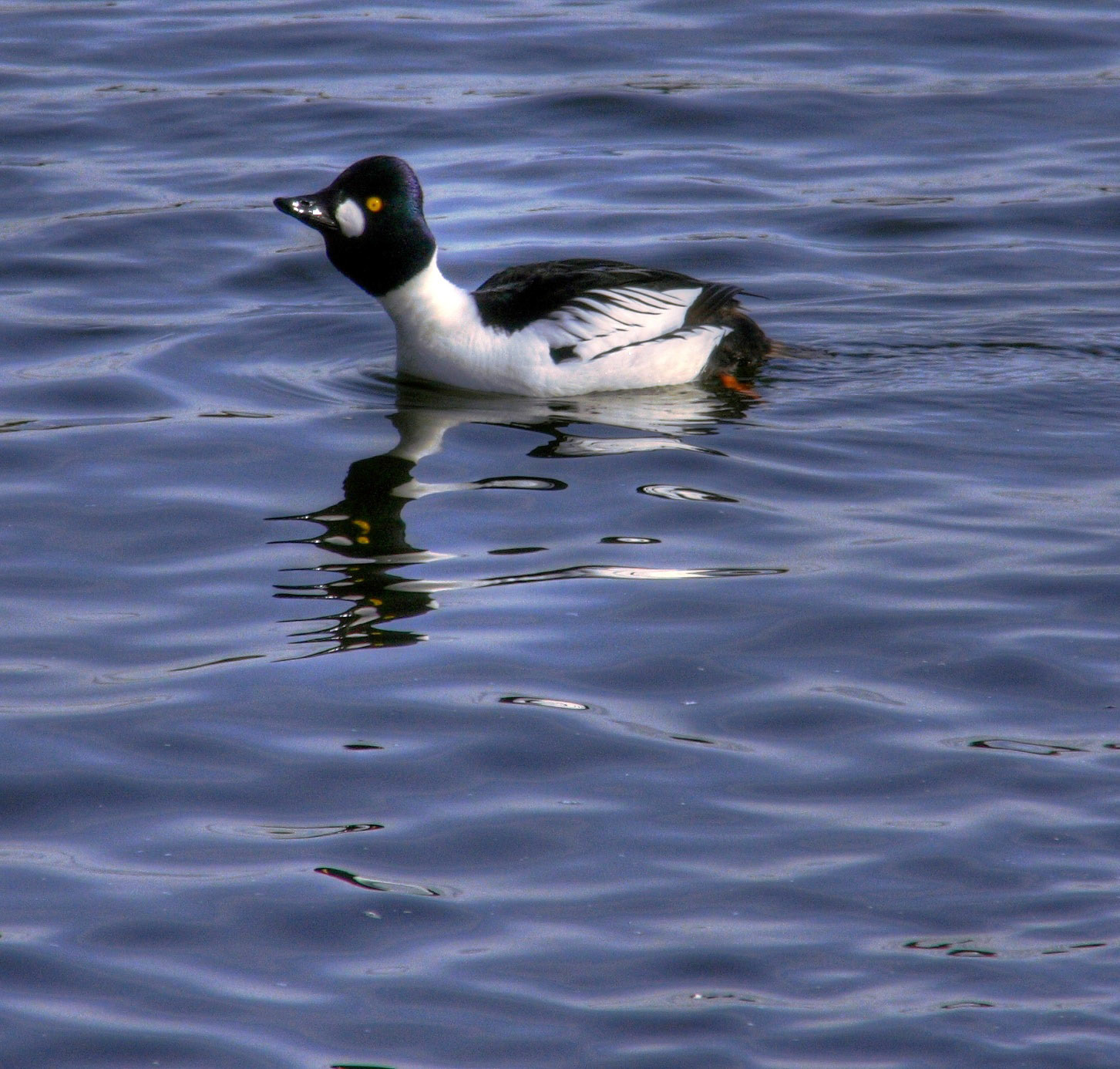 Hugganfield Loch Please see my other Photographs at: http://www.jamespdeans.co.uk/