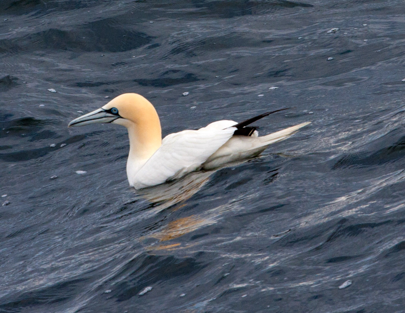 Northern Gannet near the Isle of MayPlease see my other BIRD Photographs at http://www.jamespdeans.co.uk/p335071268