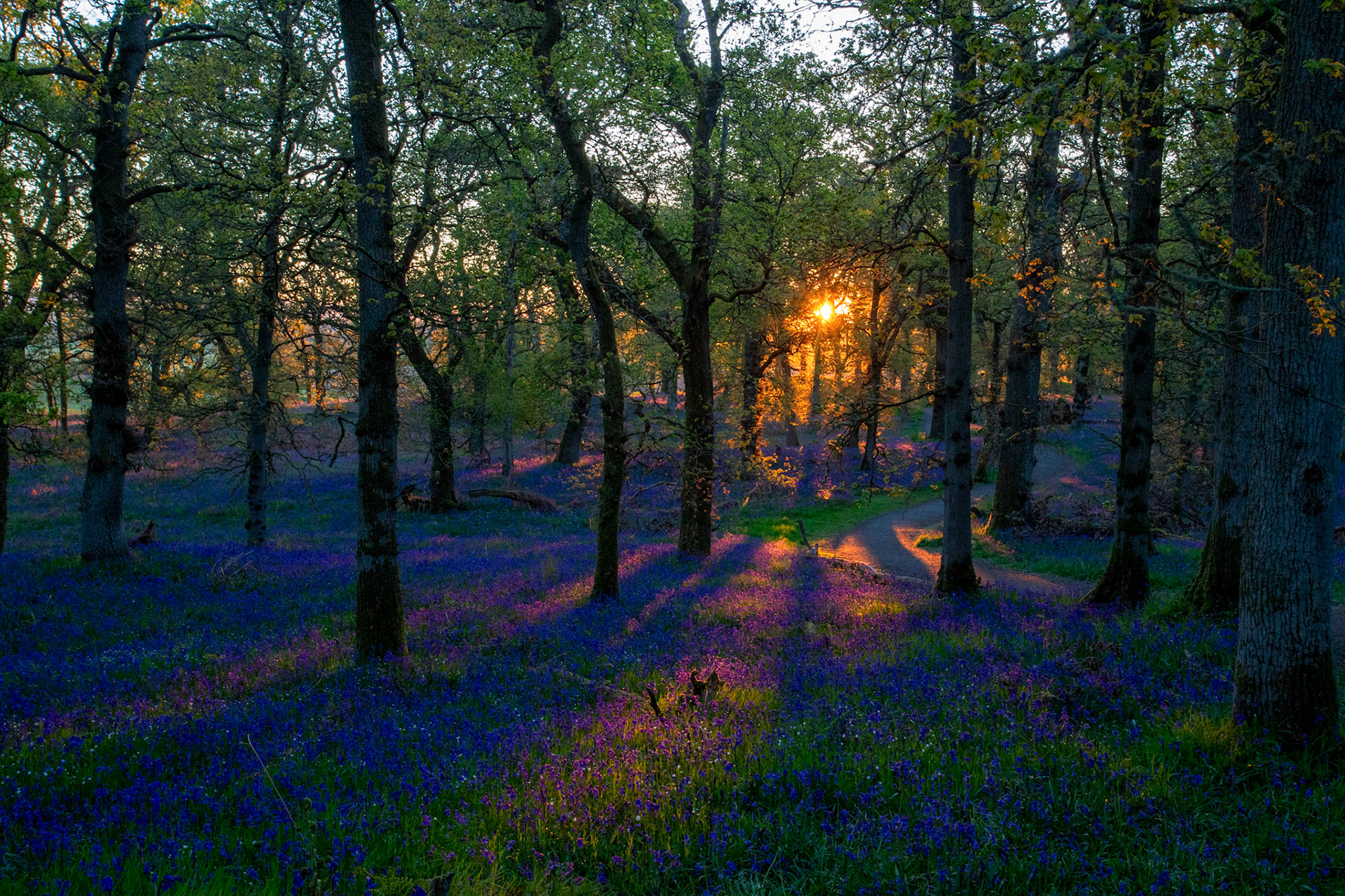Kinclaven Bluebell Woods 16 May 2026