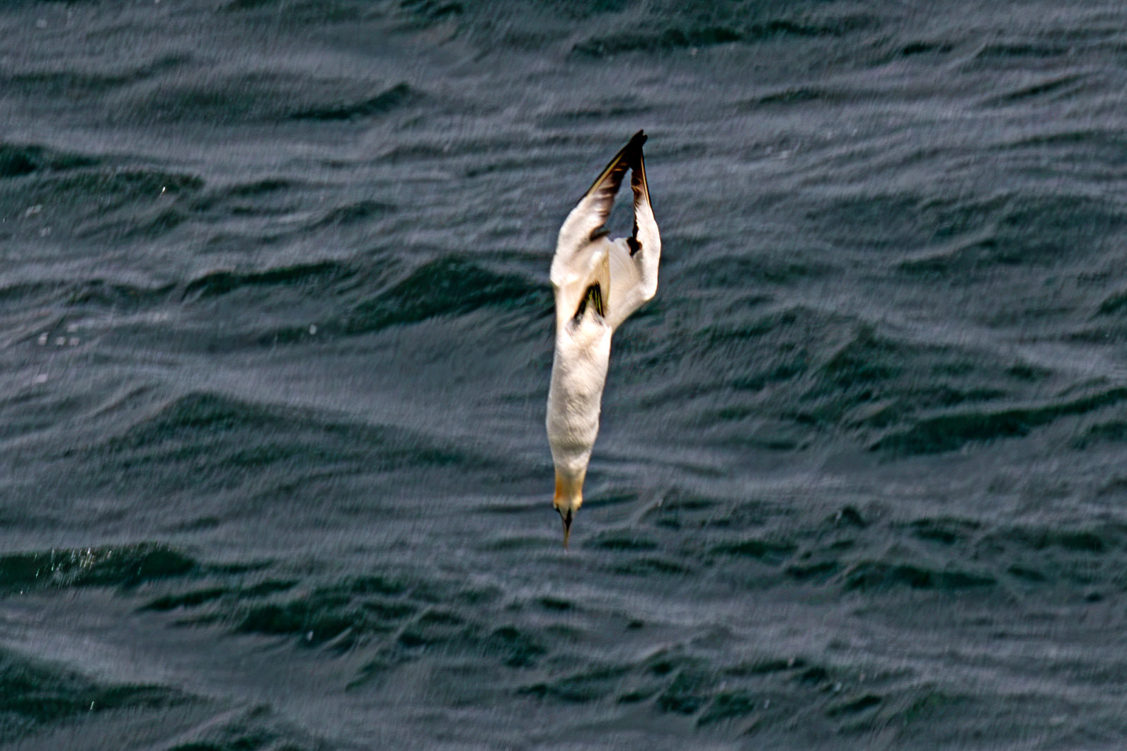 Northern Gannet diving - Tantallon Castle 04 July 2026