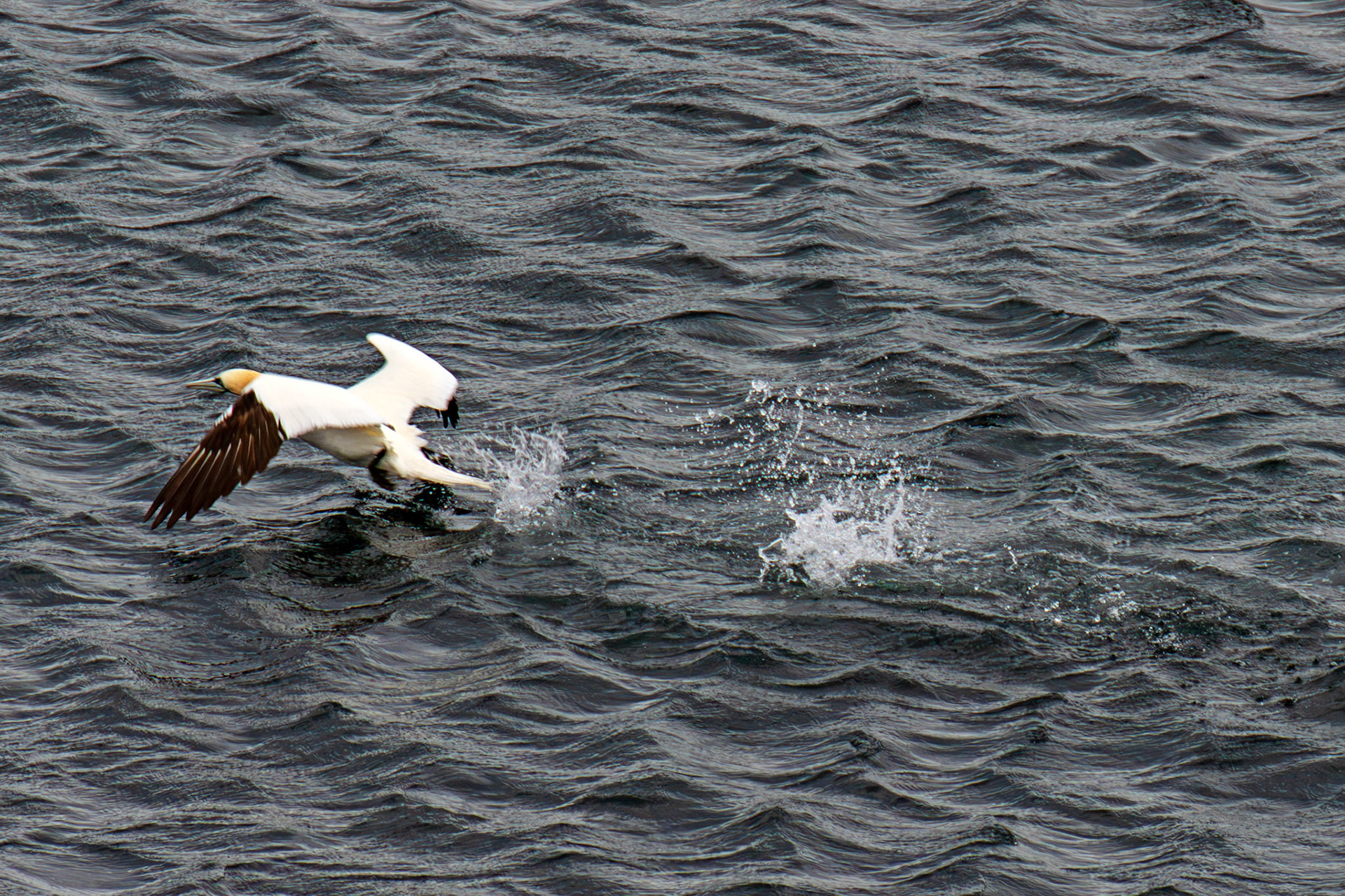 Northern Gannet getting airborne after dive - Tantallon Castle 04 July 2026
