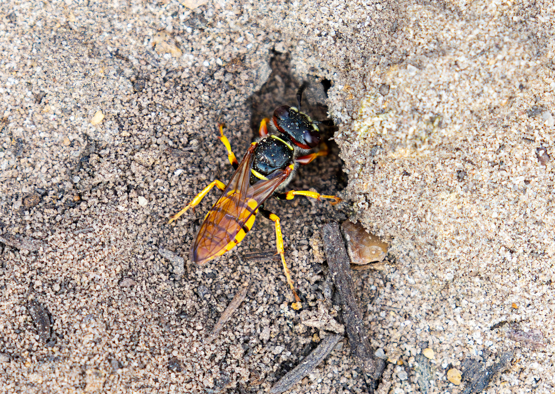 The European beewolf (Philanthus triangulum) Slough 05 August 2025