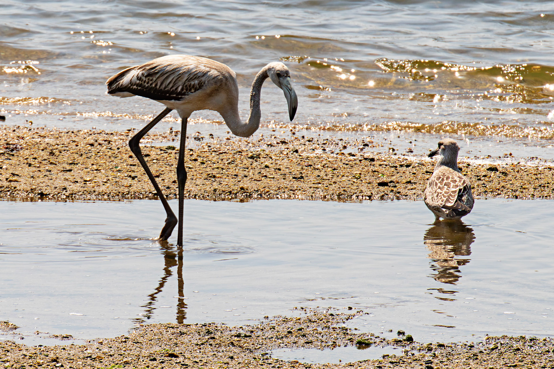 juvenile greater flamingo (Phoenicopterus roseus) with attendant first year Yellow-Legged Gull. Porto 18 August 2026