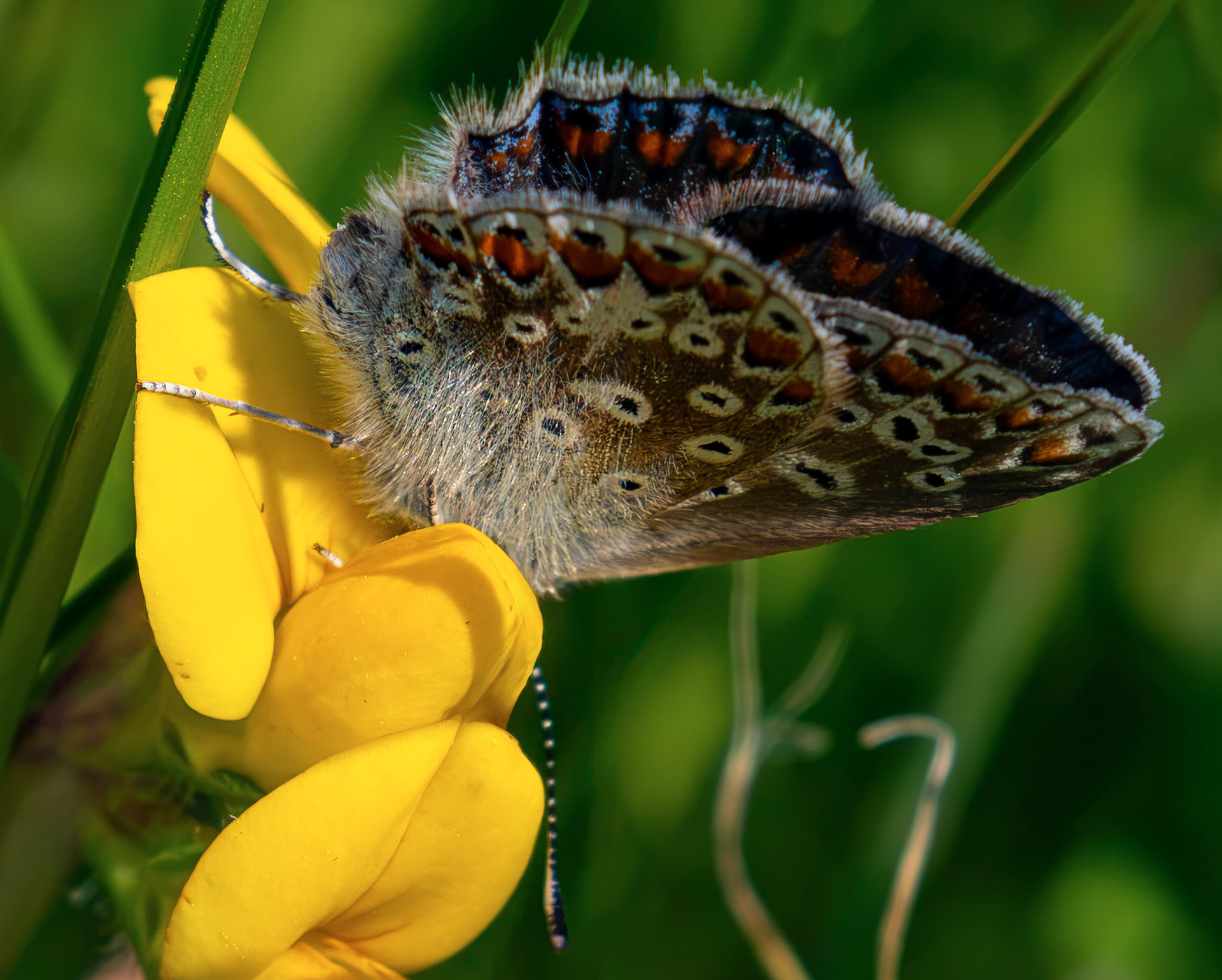 Female Common Blue - Harperrig Reservoir 17 July 2026