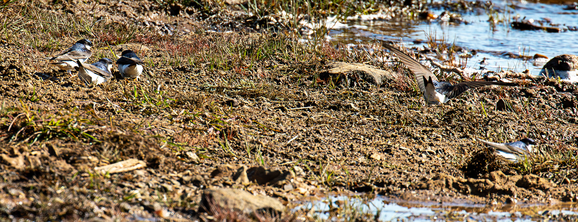 House Martins collecting mud - Harperrig 17 May 2025