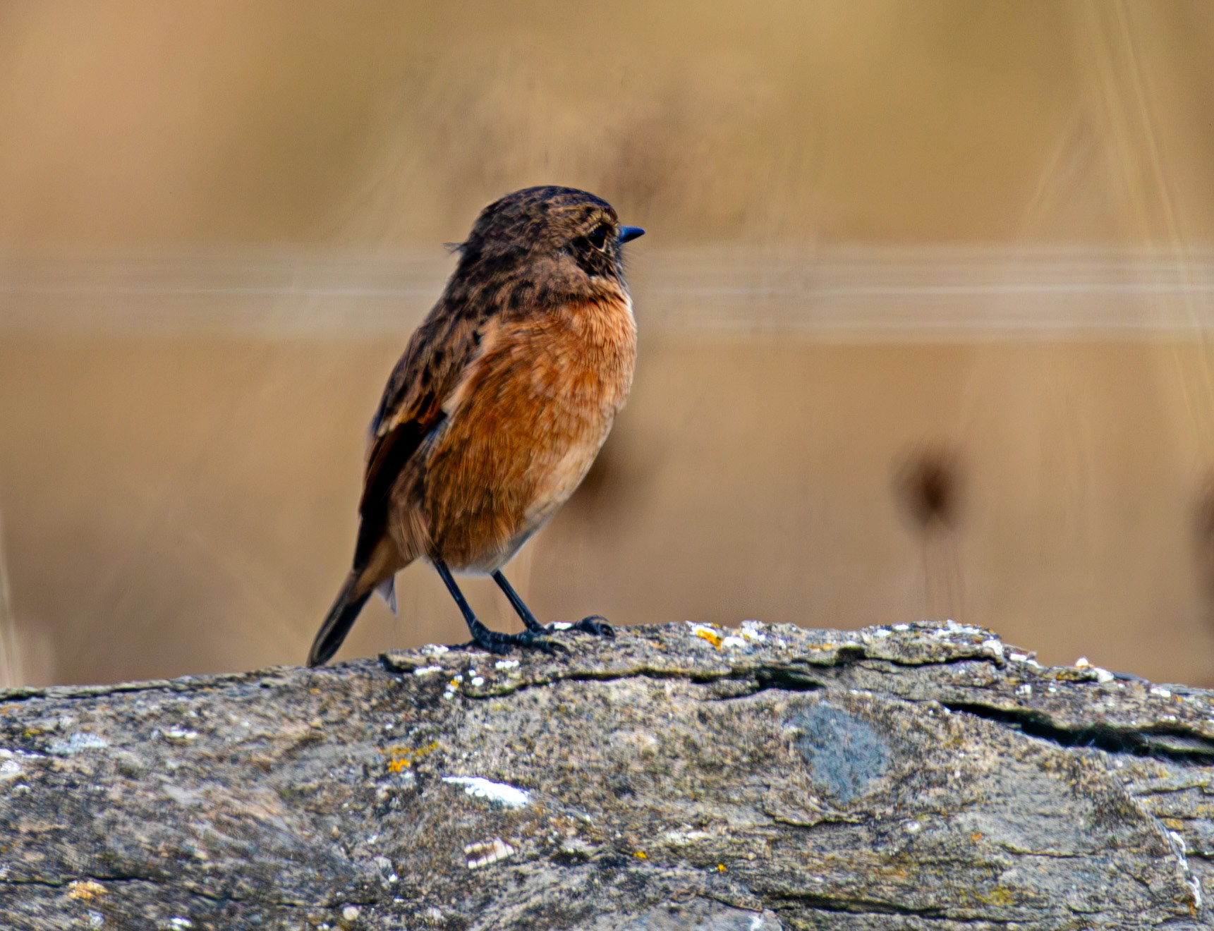 Stonechat at Barns  Ness 25 Sept 2024