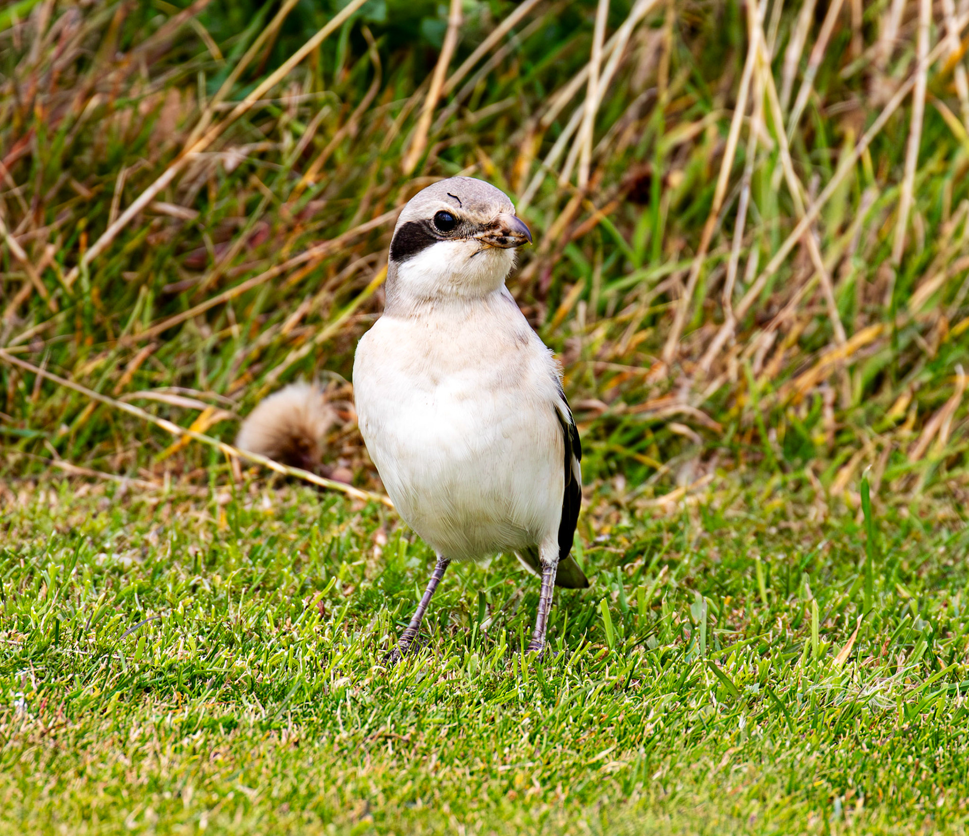 Steppe Grey Shrike in Dunbar 14 Sept 2024