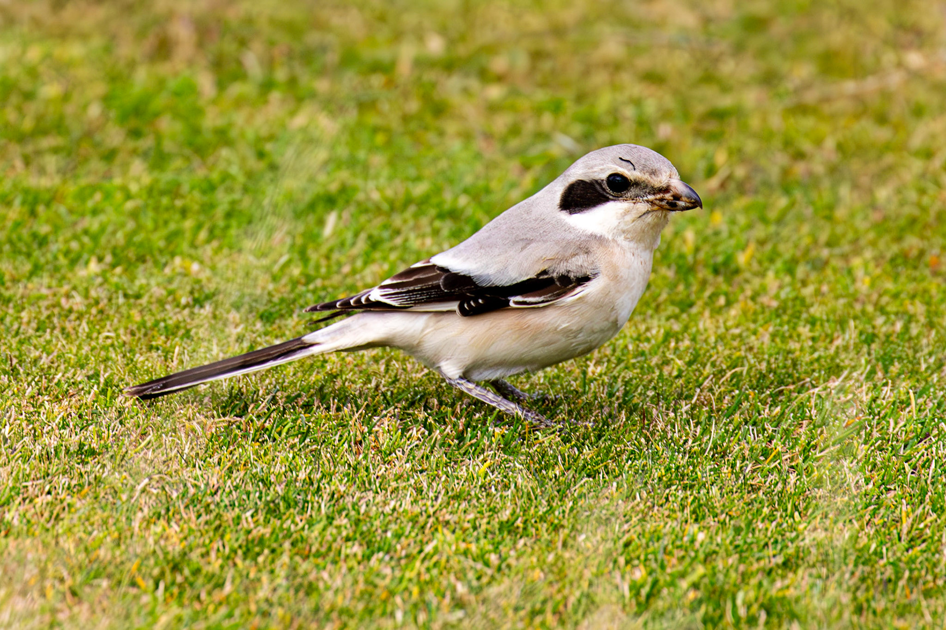 Steppe Grey Shrike in Dunbar 14 Sept 2024