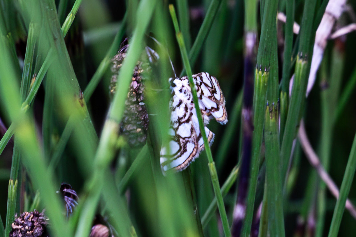 RSPB Loch Lomond 03 August 2024